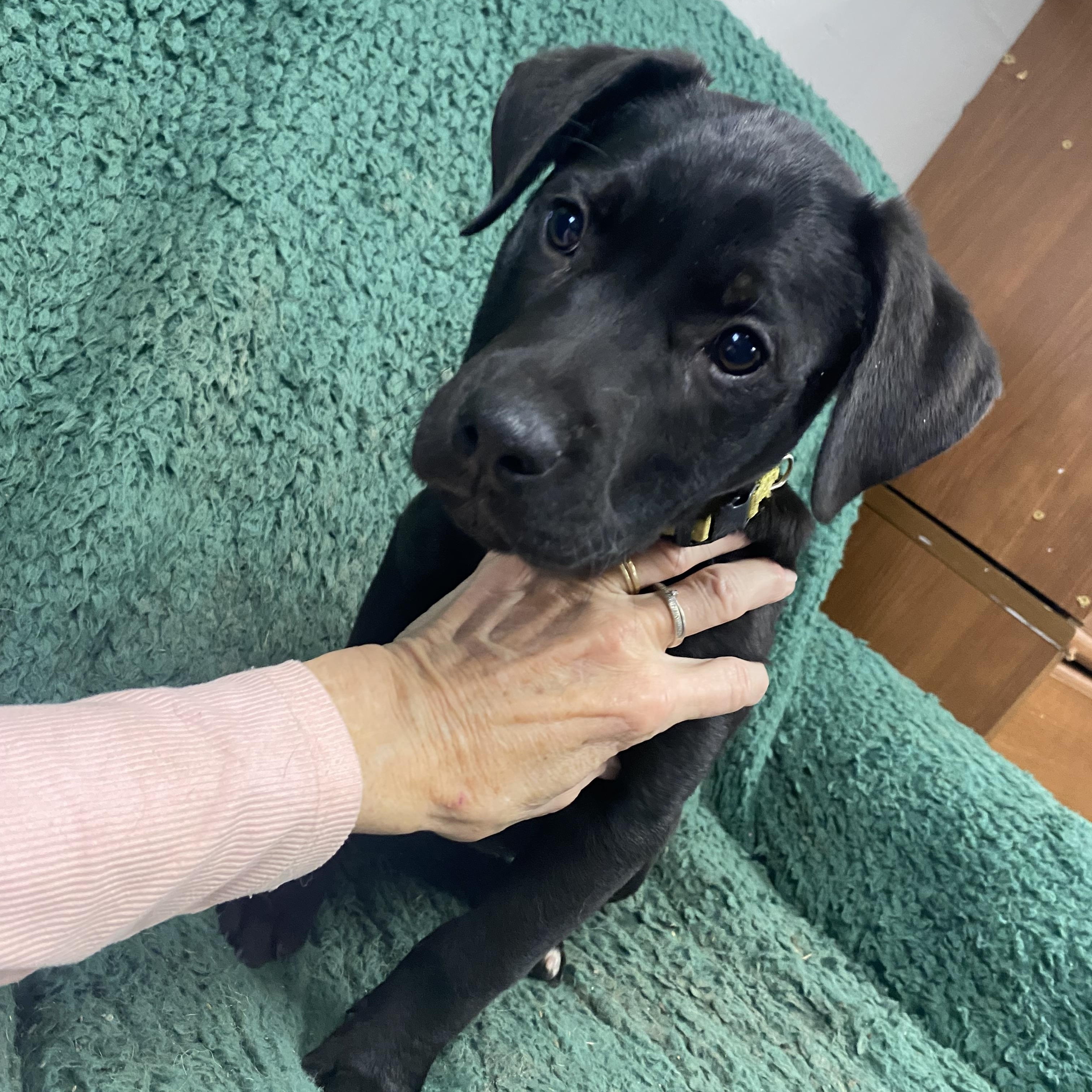 Jasper, ADOPTABLE, Puppy Male Labrador Retriever.