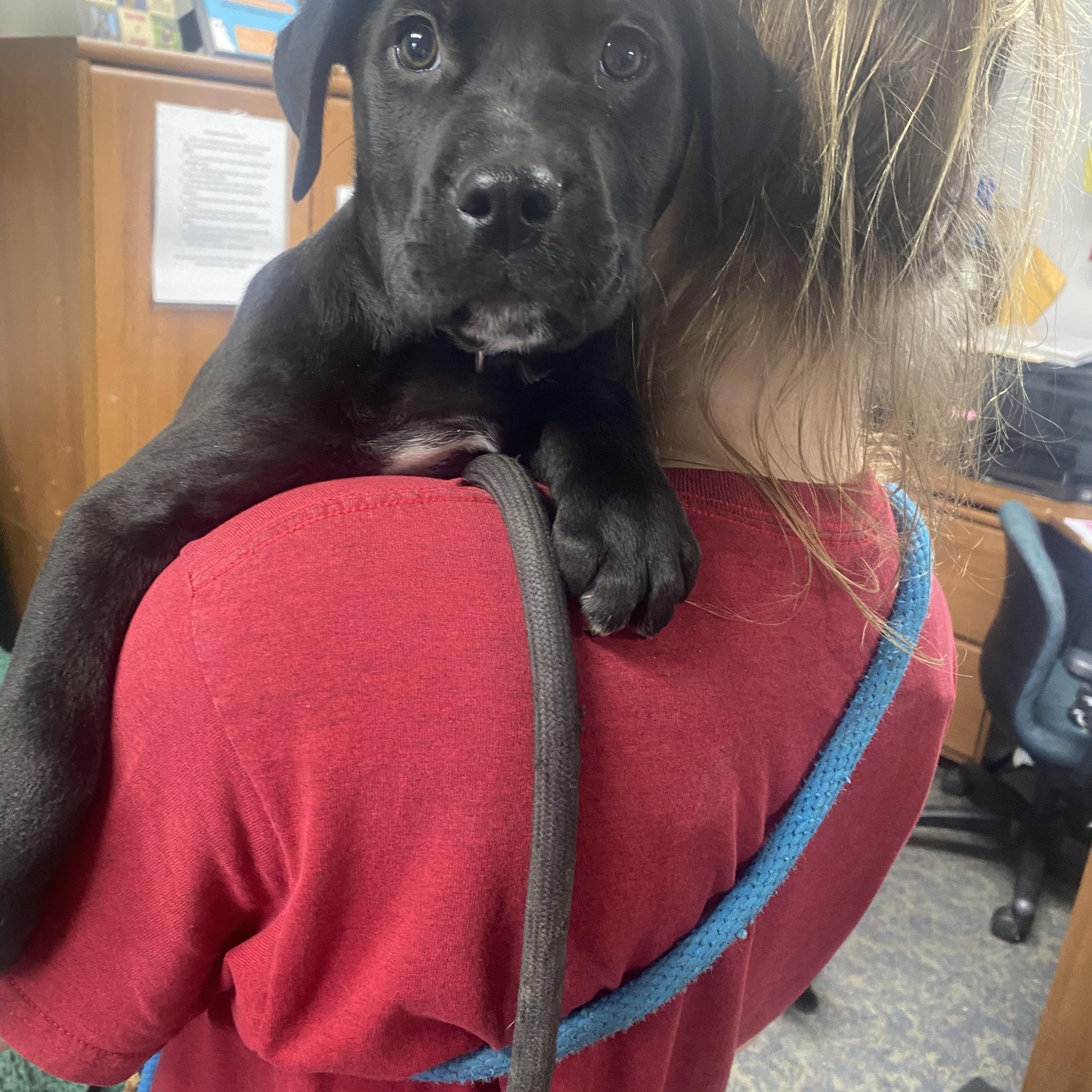 Enlarge Jasper, a ADOPTABLE Labrador Retriever in Blytheville, AR image 2/2