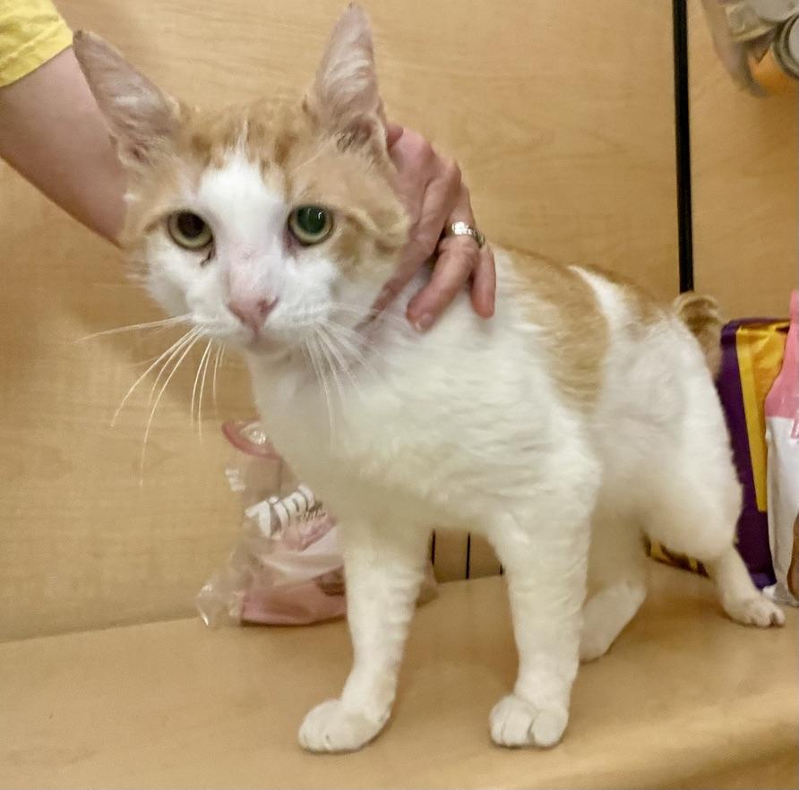 Enlarge Hennessy, an adopted mixed breed in Glenmont, NY image 2/5