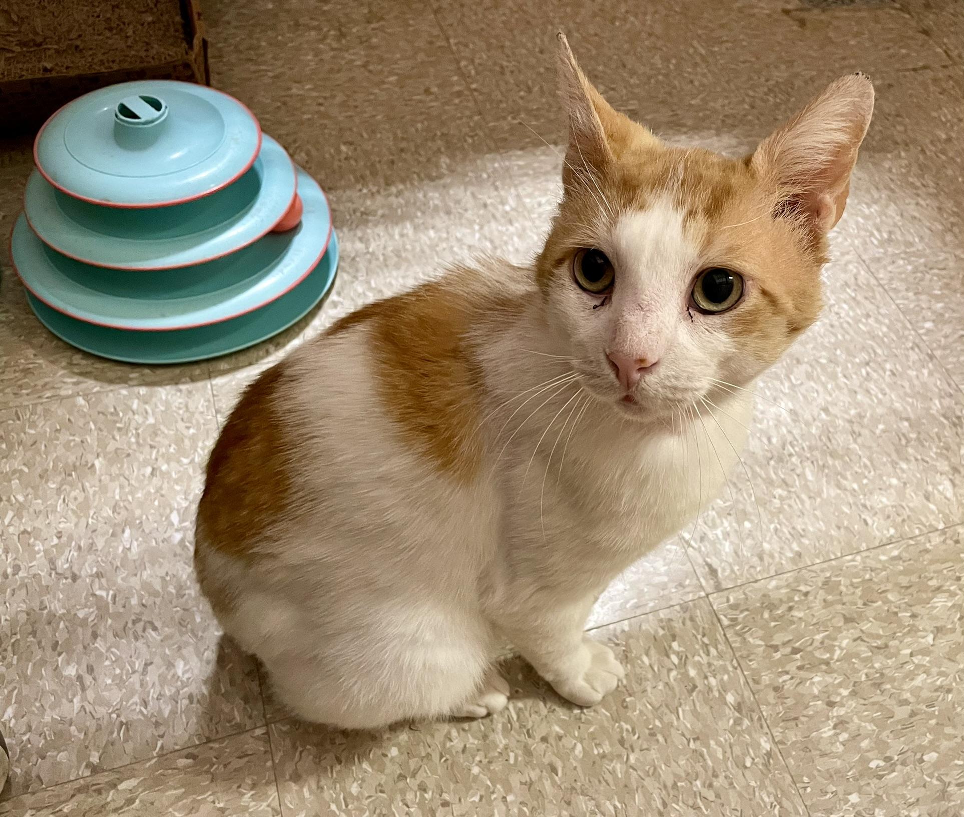 Enlarge Hennessy, an adopted mixed breed in Glenmont, NY image 3/5