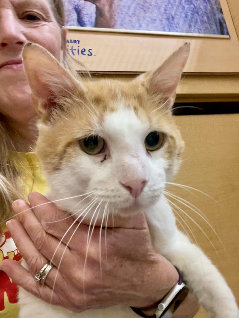 Hennessy, adopted, Young Male Domestic Short Hair.
