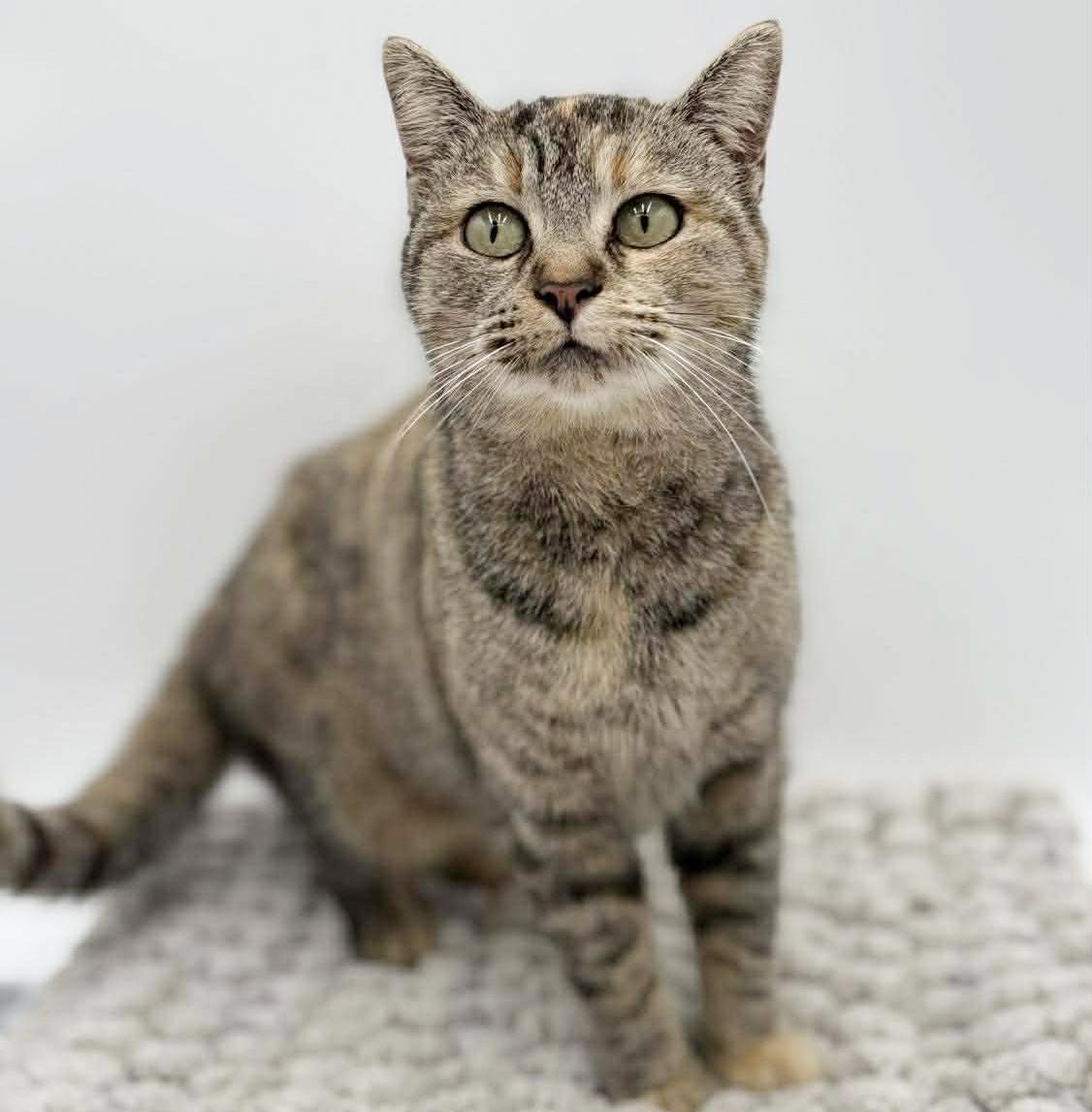 Enlarge Missy is a mushball!  Exotic and just awesome!  Therapy sweet VIDEO, a Adoptable mixed breed in Bedford Hills, NY image 4/6