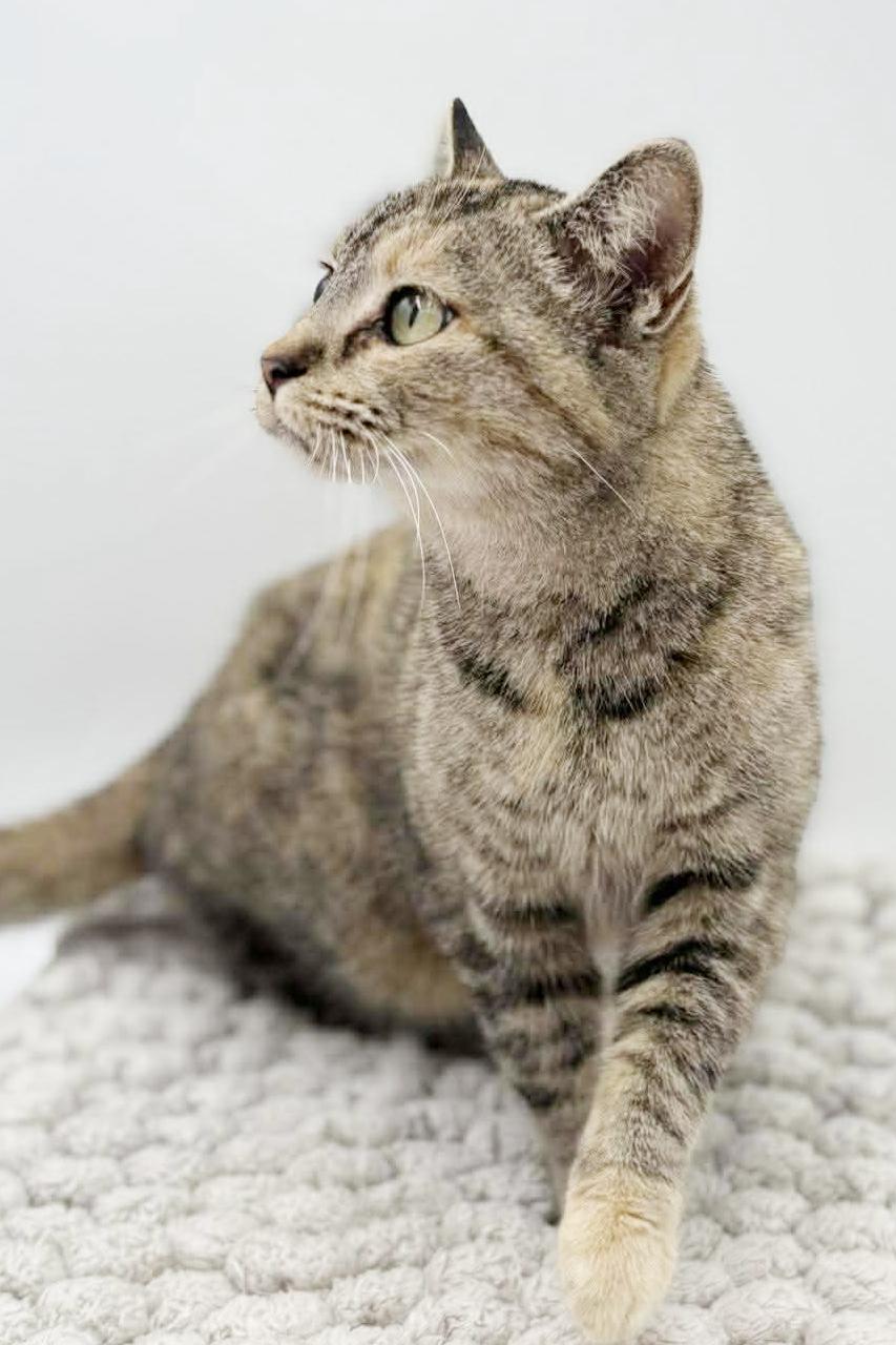 Enlarge Missy is a mushball!  Exotic and just awesome!  Therapy sweet VIDEO, a Adoptable mixed breed in Bedford Hills, NY image 5/6