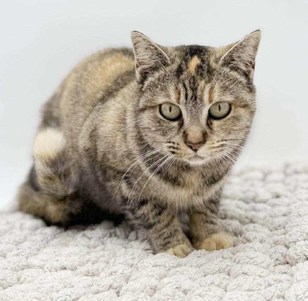 Missy is a mushball!  Exotic and just awesome!  Therapy sweet VIDEO, Adoptable, Young Female Torbie & Bengal.