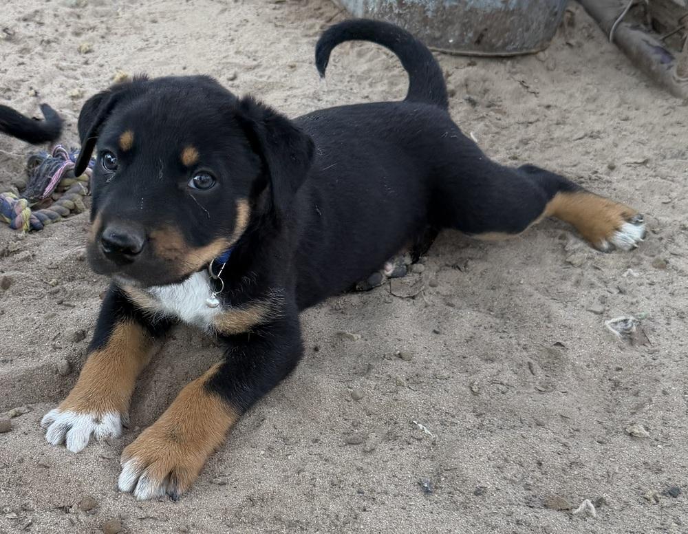Zeus, Adoptable, Puppy Male Rottweiler & Shepherd.