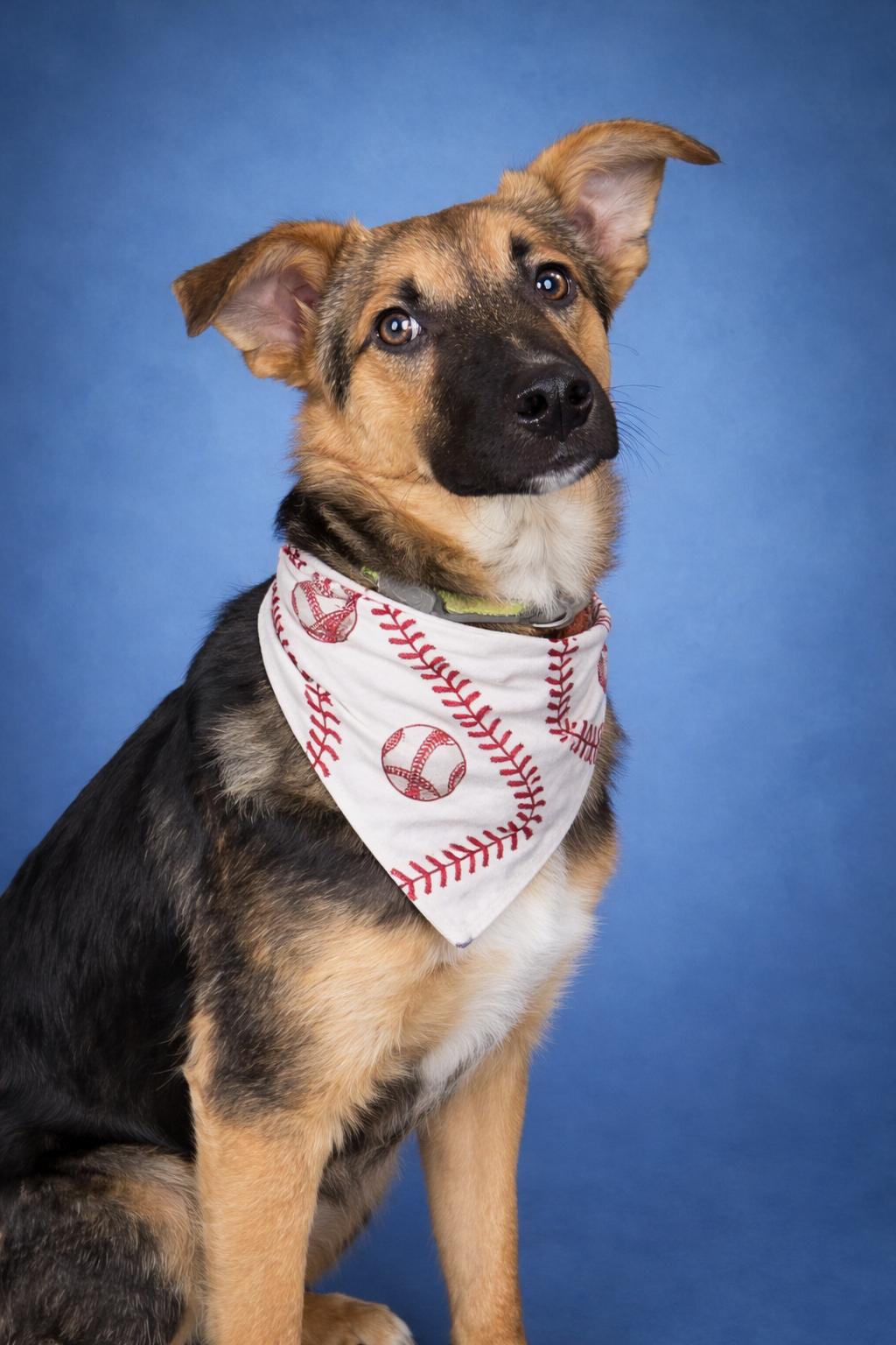 Charlie Boy, an adopted mixed breed in MURRIETA, CA image 1/5