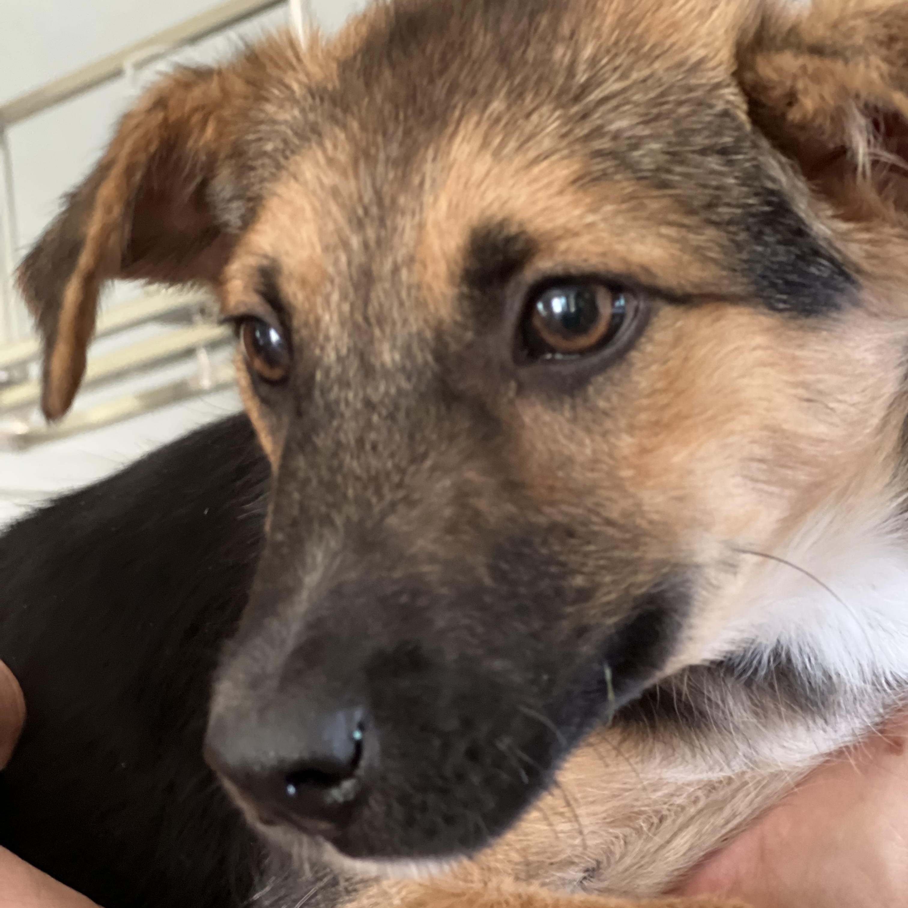 Enlarge Charlie Boy, a Adoptable mixed breed in MURRIETA, CA image 3/5