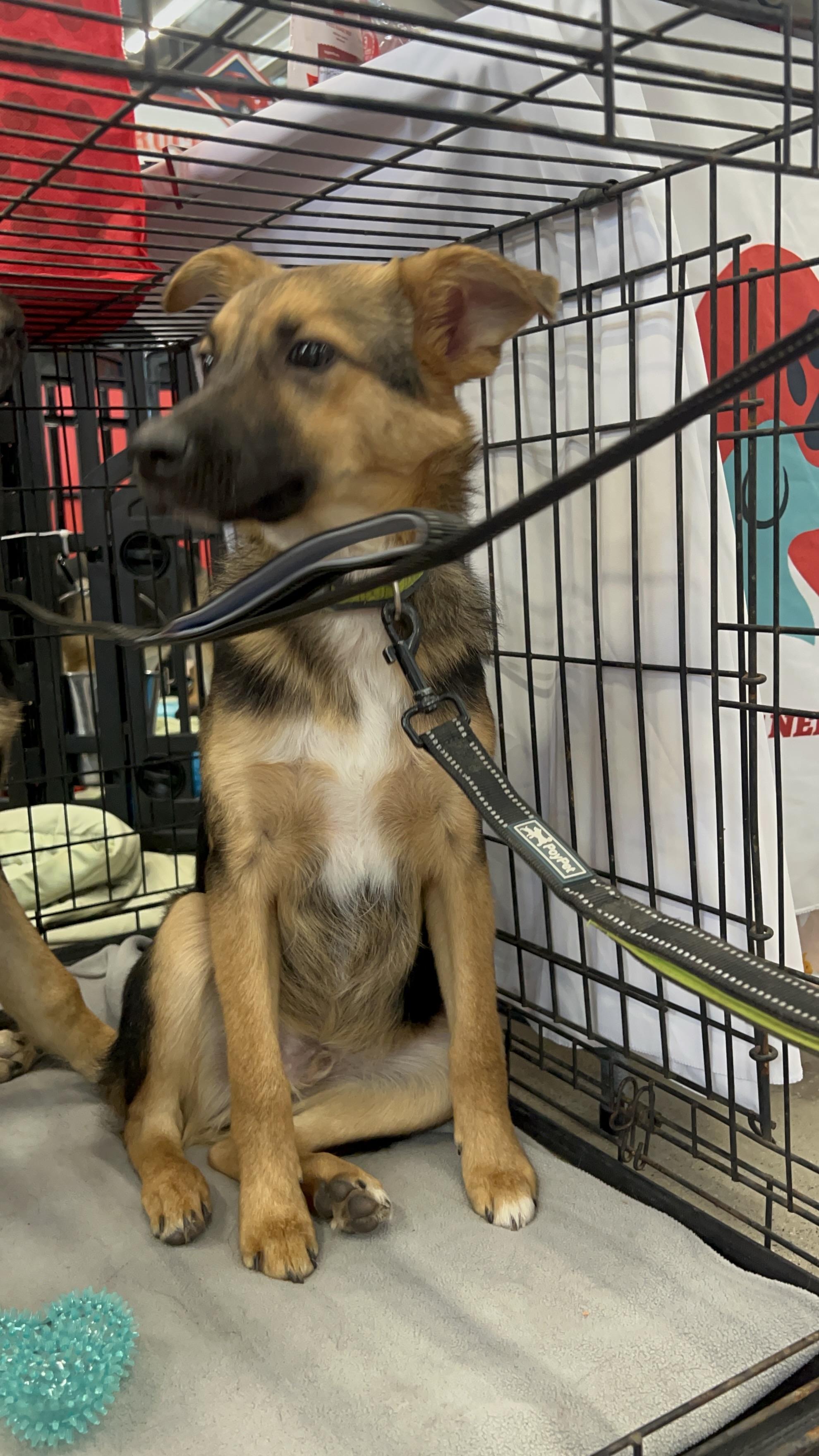 Charlie Boy, an adopted mixed breed in MURRIETA, CA image 5/5