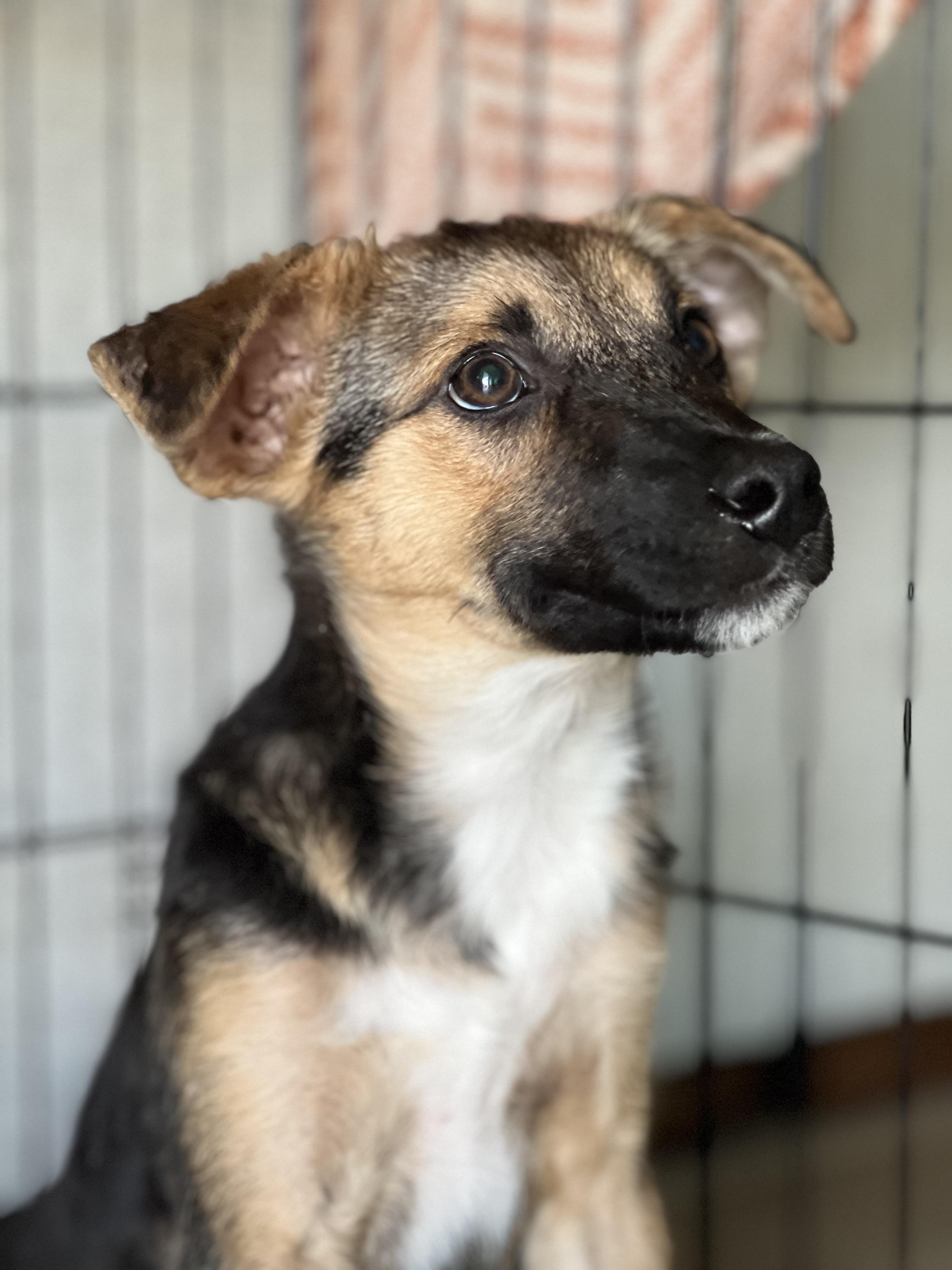 Enlarge Charlie Boy, a Adoptable mixed breed in MURRIETA, CA image 4/5