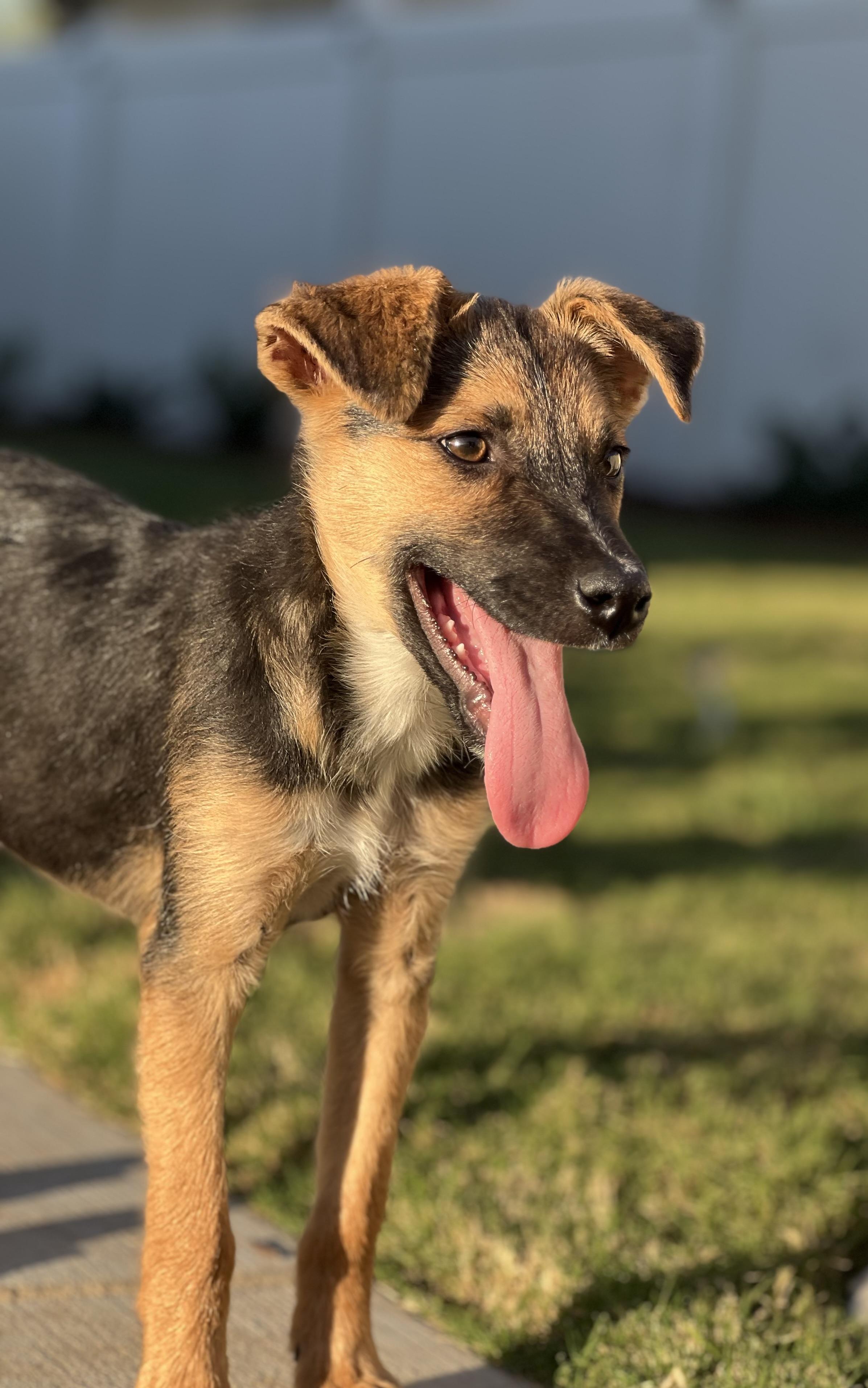 Enlarge Charlie Boy, a Adoptable mixed breed in MURRIETA, CA image 1/5
