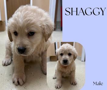 Shaggy, ADOPTABLE, Young Male Yellow Labrador Retriever.