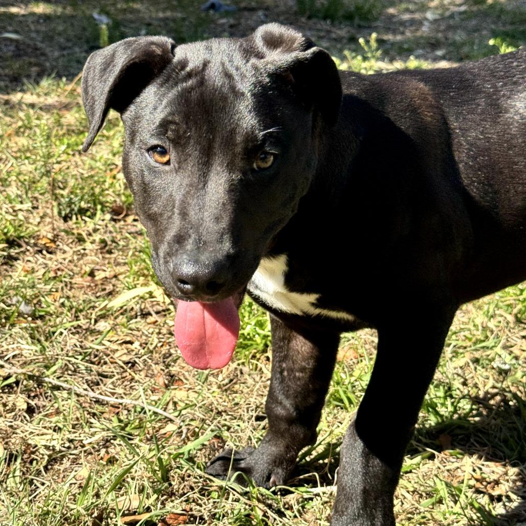 Mikey, Adoptable, Young Male American Staffordshire Terrier & Black Labrador Retriever.