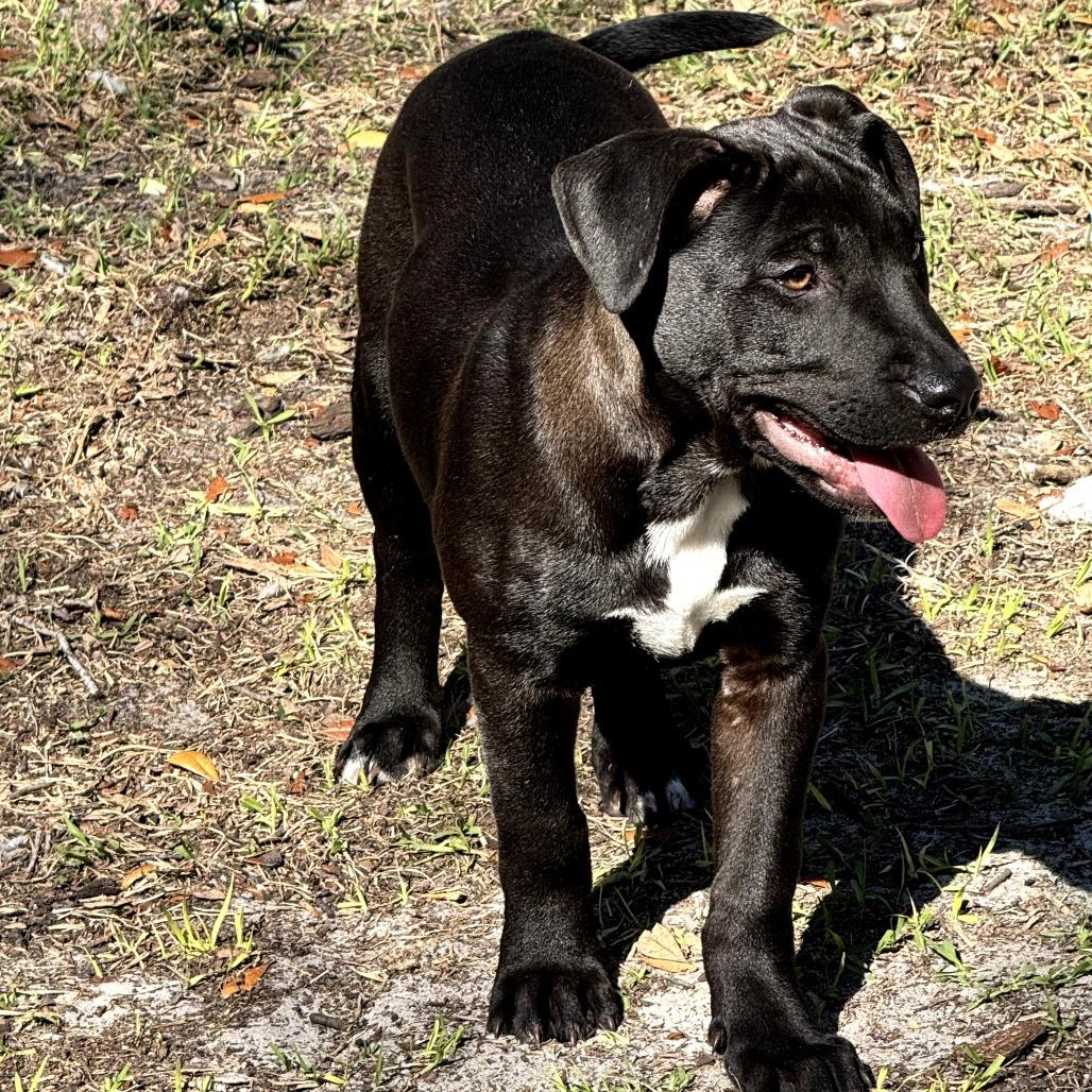 Enlarge Mikey, a Adoptable mixed breed in Kissimmee, FL image 2/4