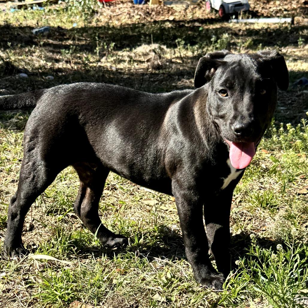 Enlarge Mikey, a Adoptable mixed breed in Kissimmee, FL image 3/4