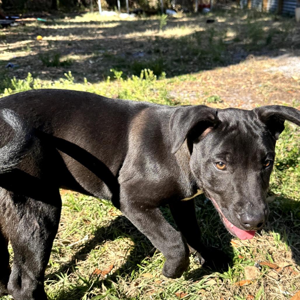 Enlarge Mikey, a Adoptable mixed breed in Kissimmee, FL image 4/4