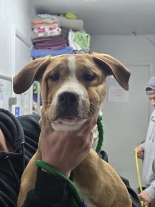 Smidge, Adoptable, Puppy Female Mixed Breed & Mixed Breed.