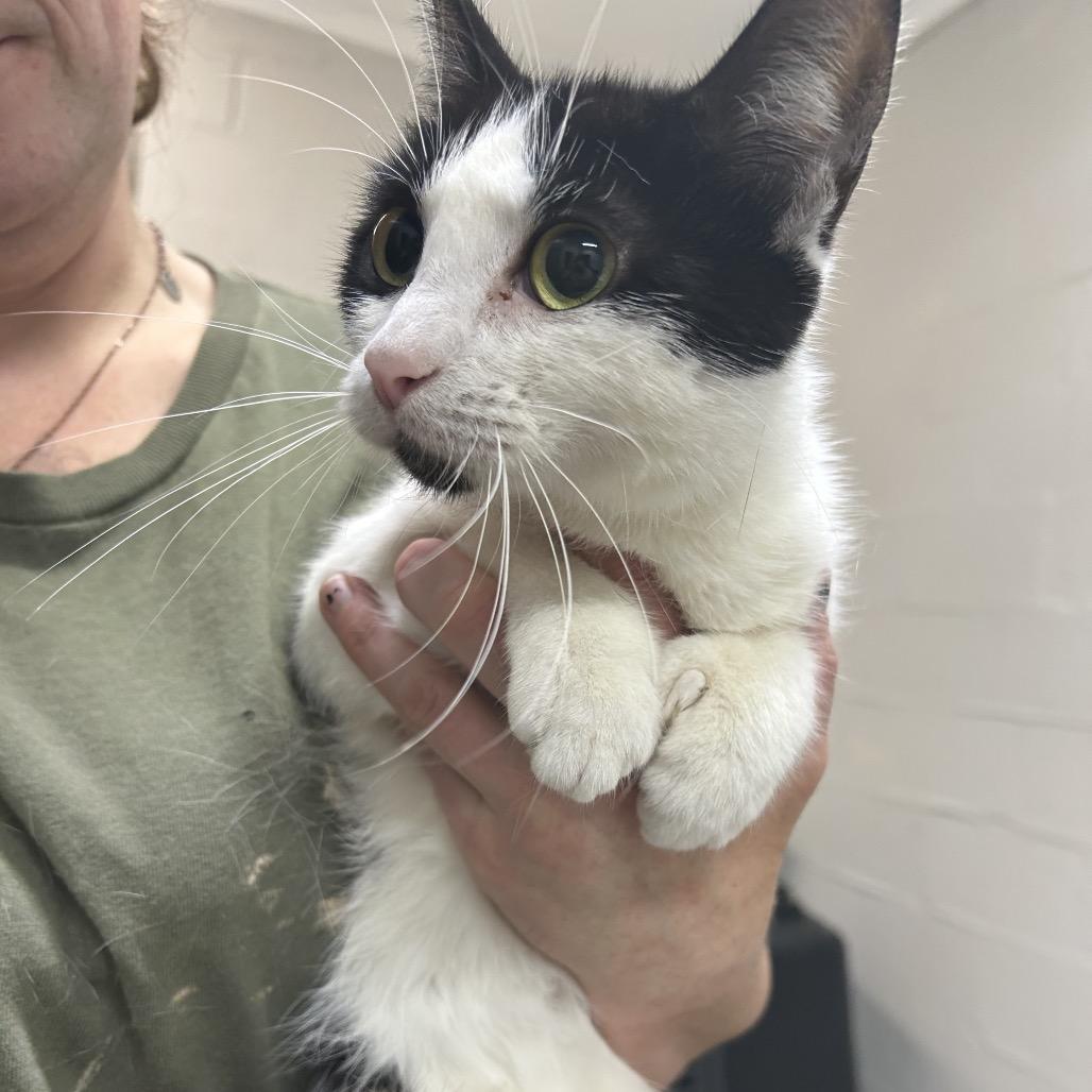 Enlarge Seven toe, a Adoptable Domestic Medium Hair in Clanton, AL image 1/1