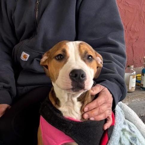 Web, Adoptable, Young Male Pit Bull Terrier.