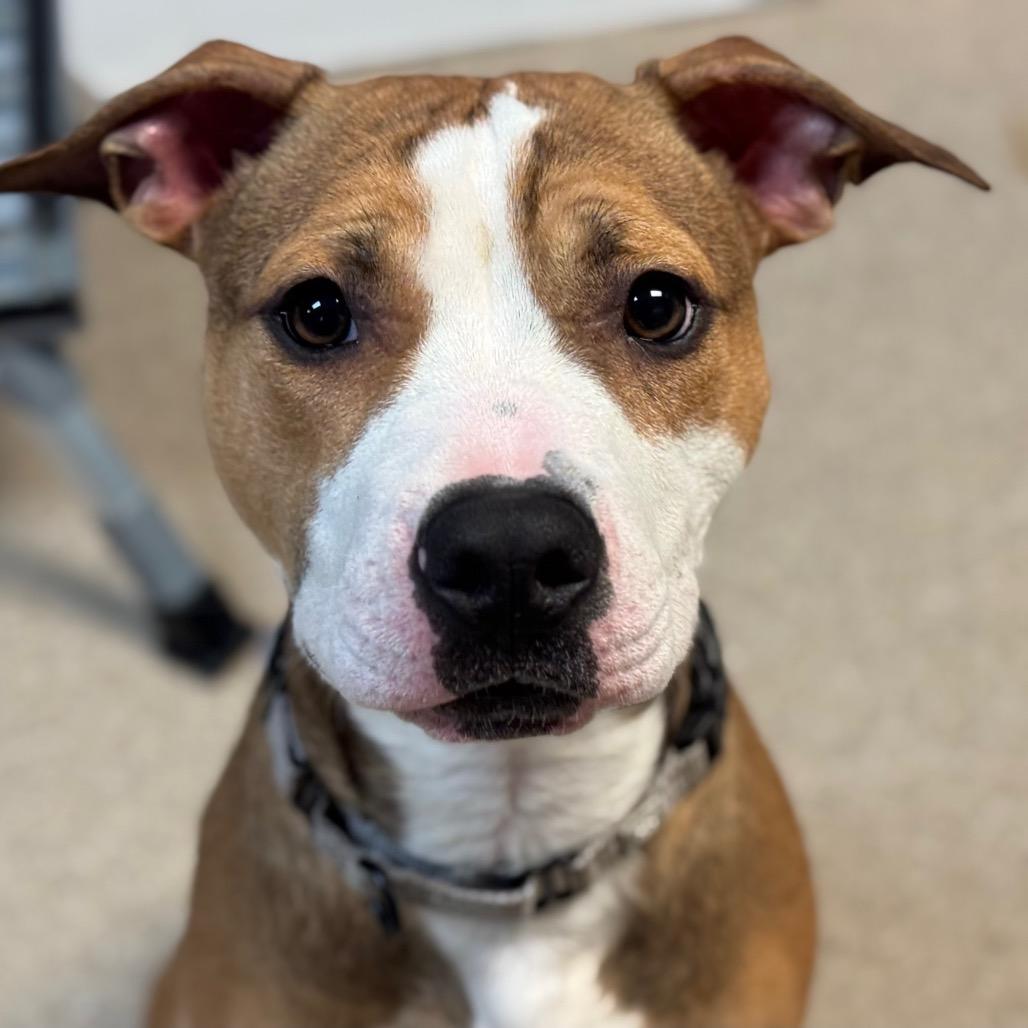 Enlarge Web, a Adoptable Pit Bull Terrier in Pekin, IL image 2/6