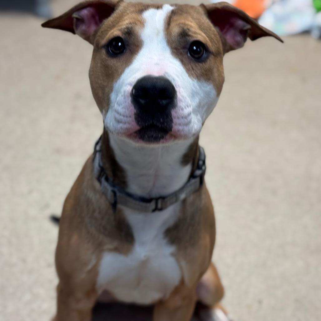 Enlarge Web, a Adoptable Pit Bull Terrier in Pekin, IL image 3/6