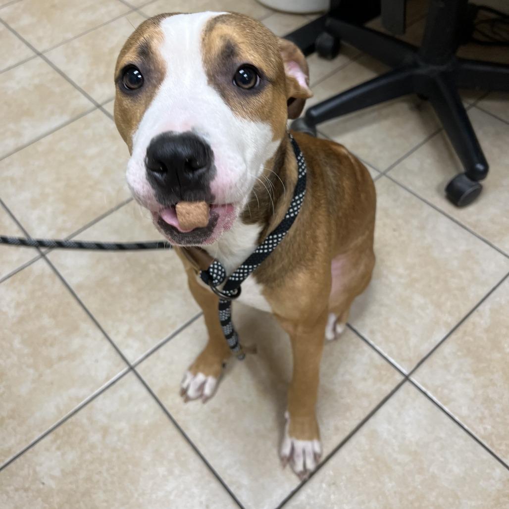 Enlarge Web, a Adoptable Pit Bull Terrier in Pekin, IL image 4/6