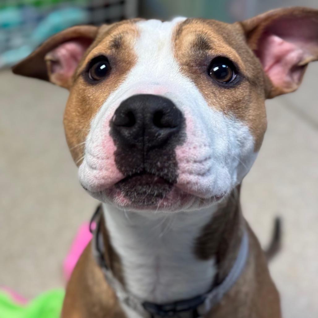 Enlarge Web, a Adoptable Pit Bull Terrier in Pekin, IL image 6/6