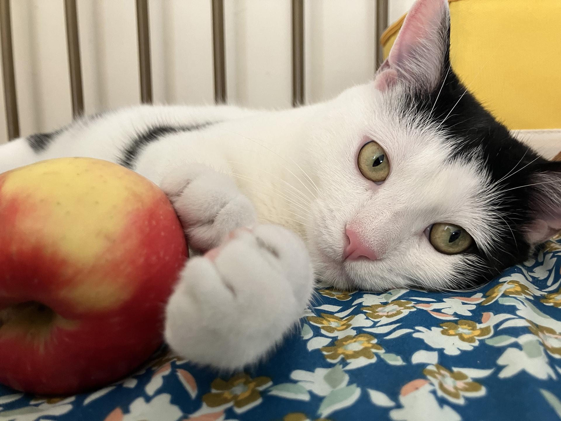 Enlarge Shallot Osage, a Adopted Domestic Short Hair in Philadelphia, PA image 1/6