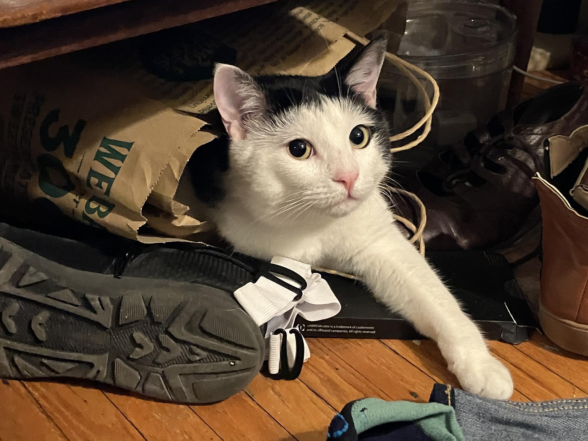 Enlarge Shallot Osage, a Adopted Domestic Short Hair in Philadelphia, PA image 6/6