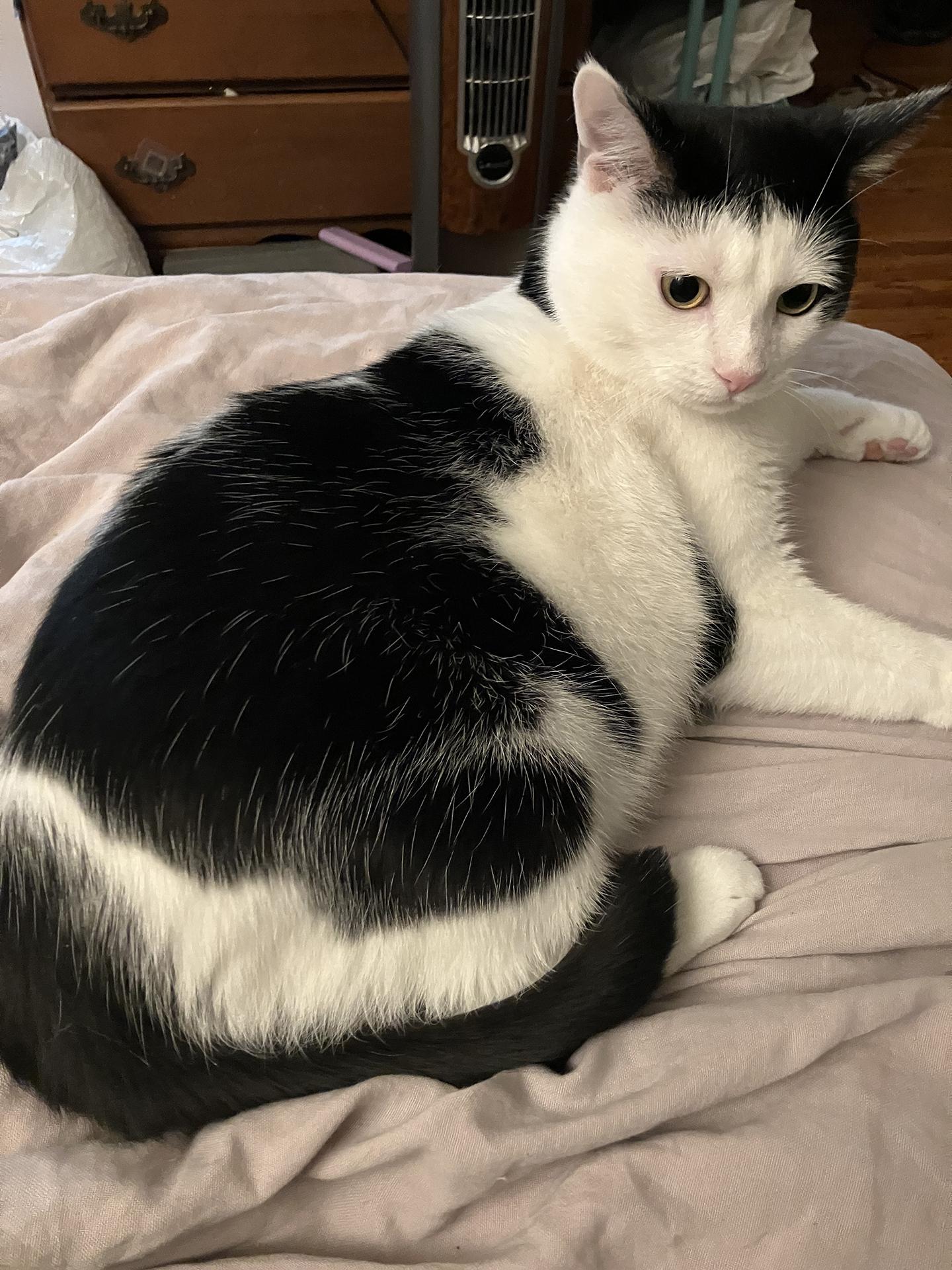 Enlarge Shallot Osage, a Adopted Domestic Short Hair in Philadelphia, PA image 5/6