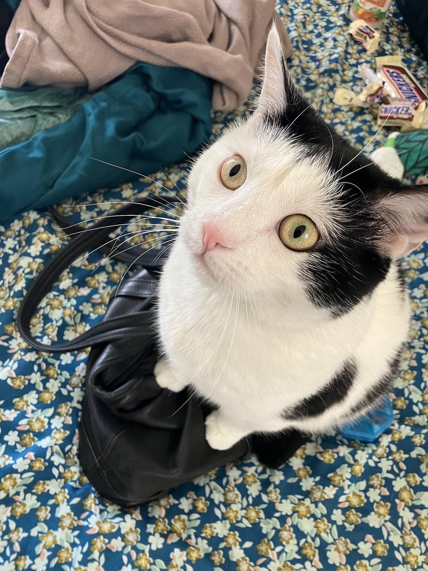 Enlarge Shallot Osage, a Adopted Domestic Short Hair in Philadelphia, PA image 3/6