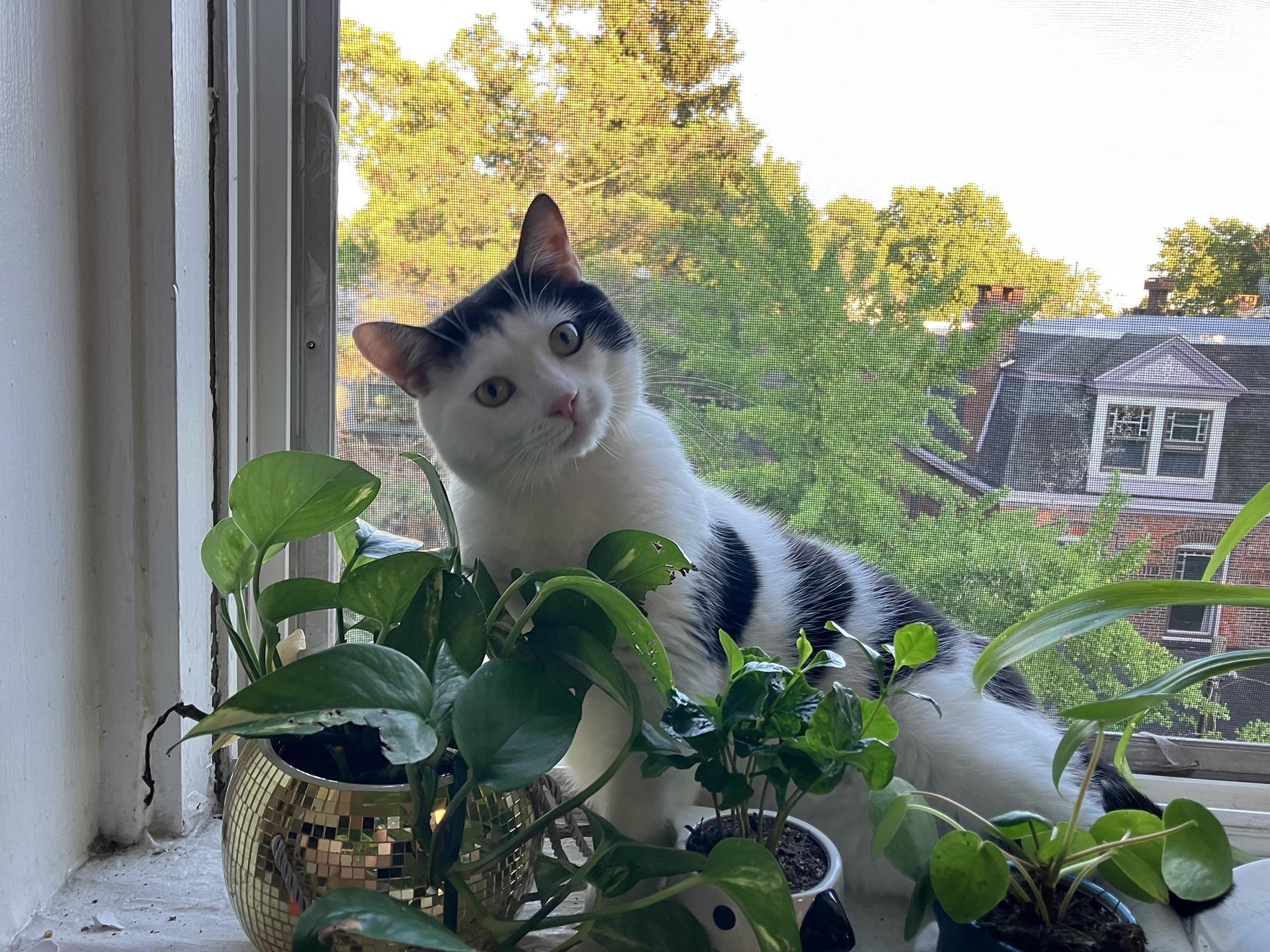 Enlarge Shallot Osage, a Adopted Domestic Short Hair in Philadelphia, PA image 2/6
