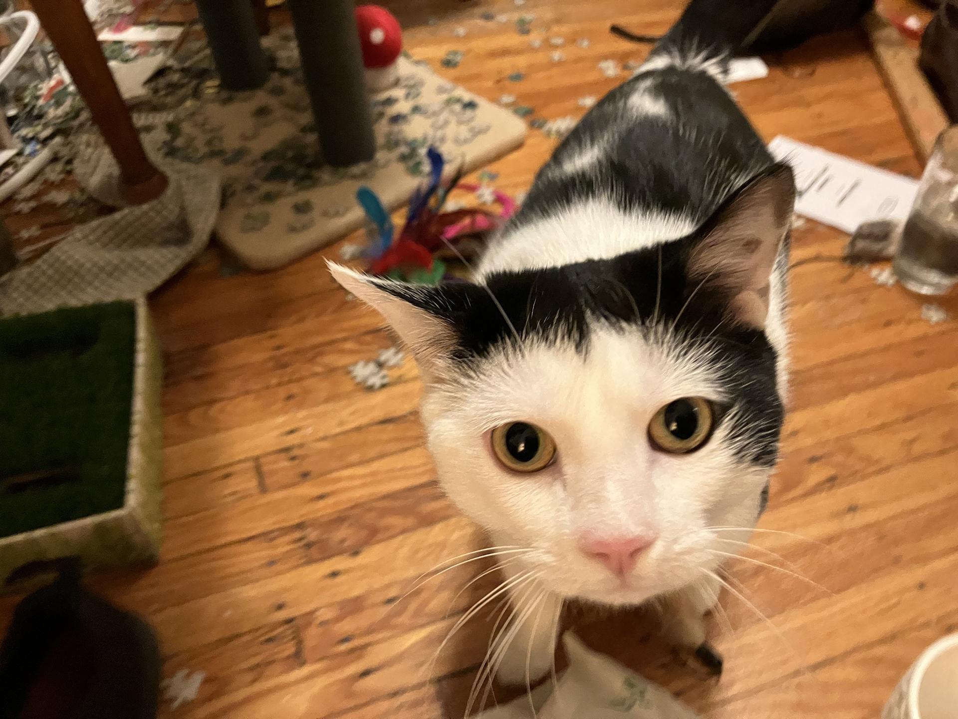 Enlarge Shallot Osage, a Adopted Domestic Short Hair in Philadelphia, PA image 4/6