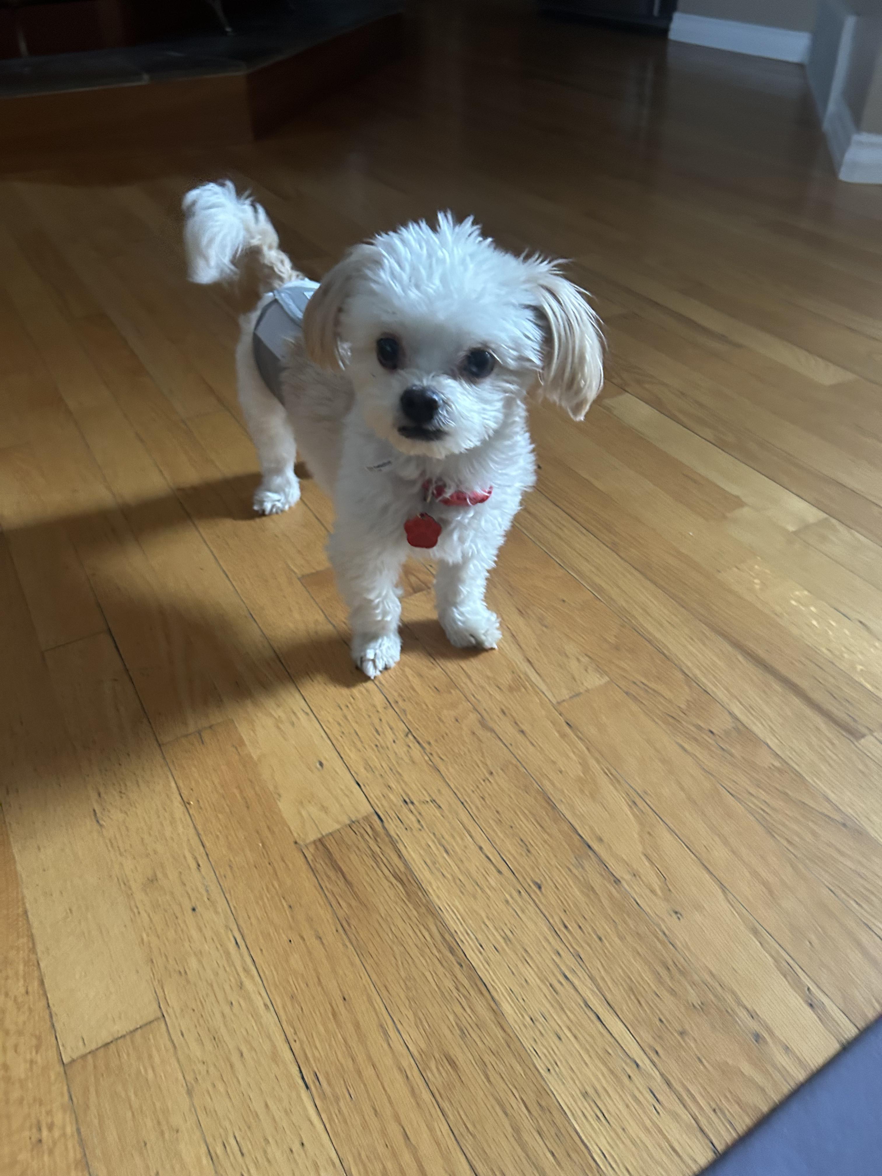 Enlarge Bart, an adopted Maltese in West Valley, UT image 4/4