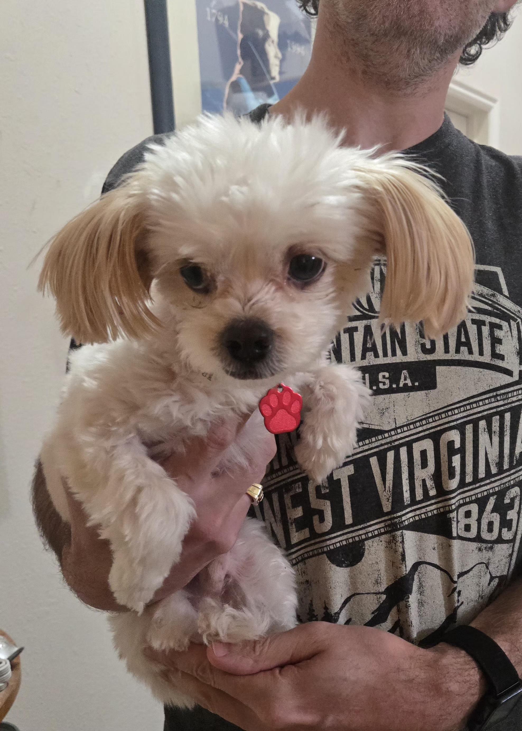 Enlarge Bart, an adopted Maltese in West Valley, UT image 2/4