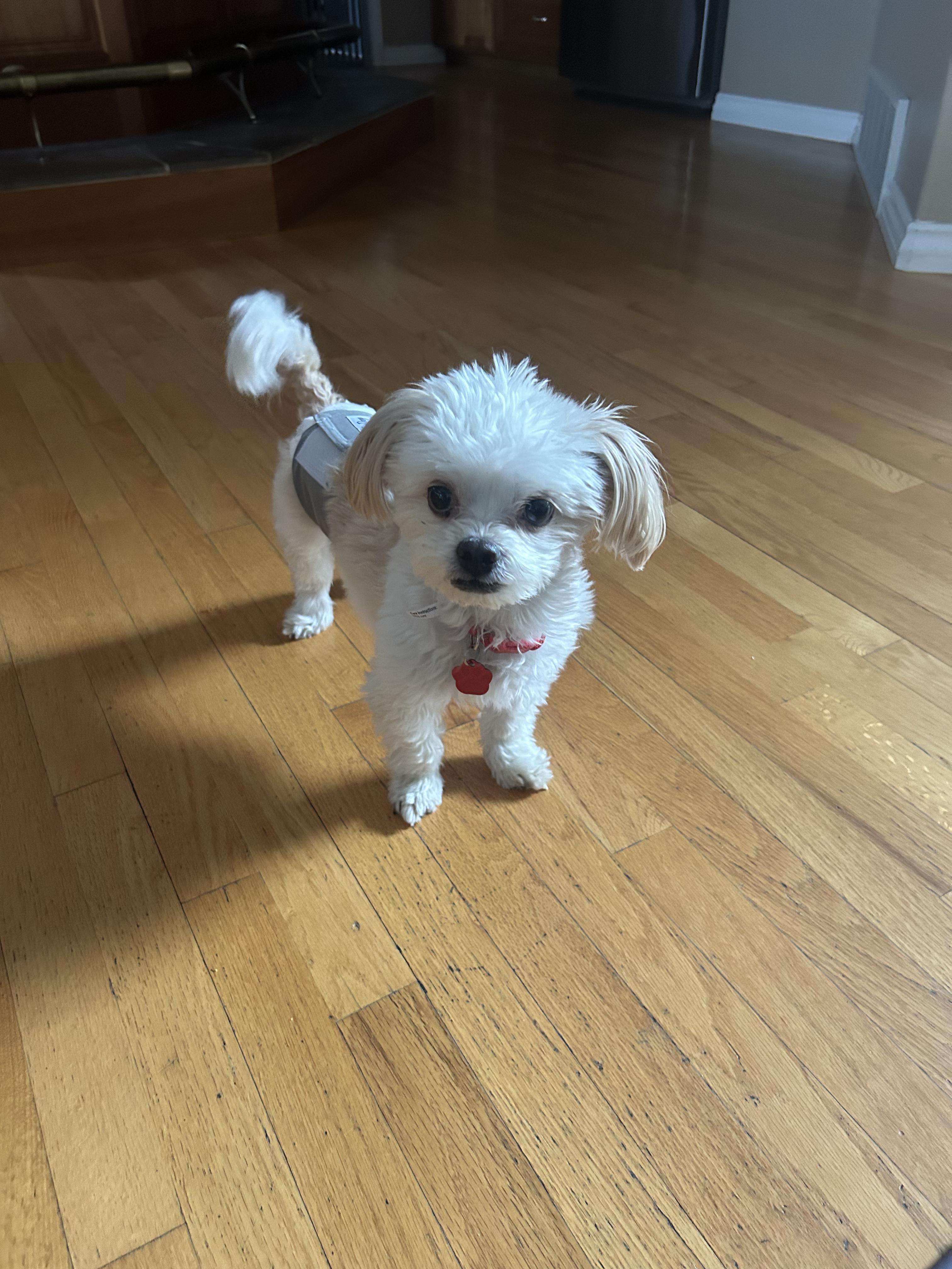 Enlarge Bart, an adopted Maltese in West Valley, UT image 3/4