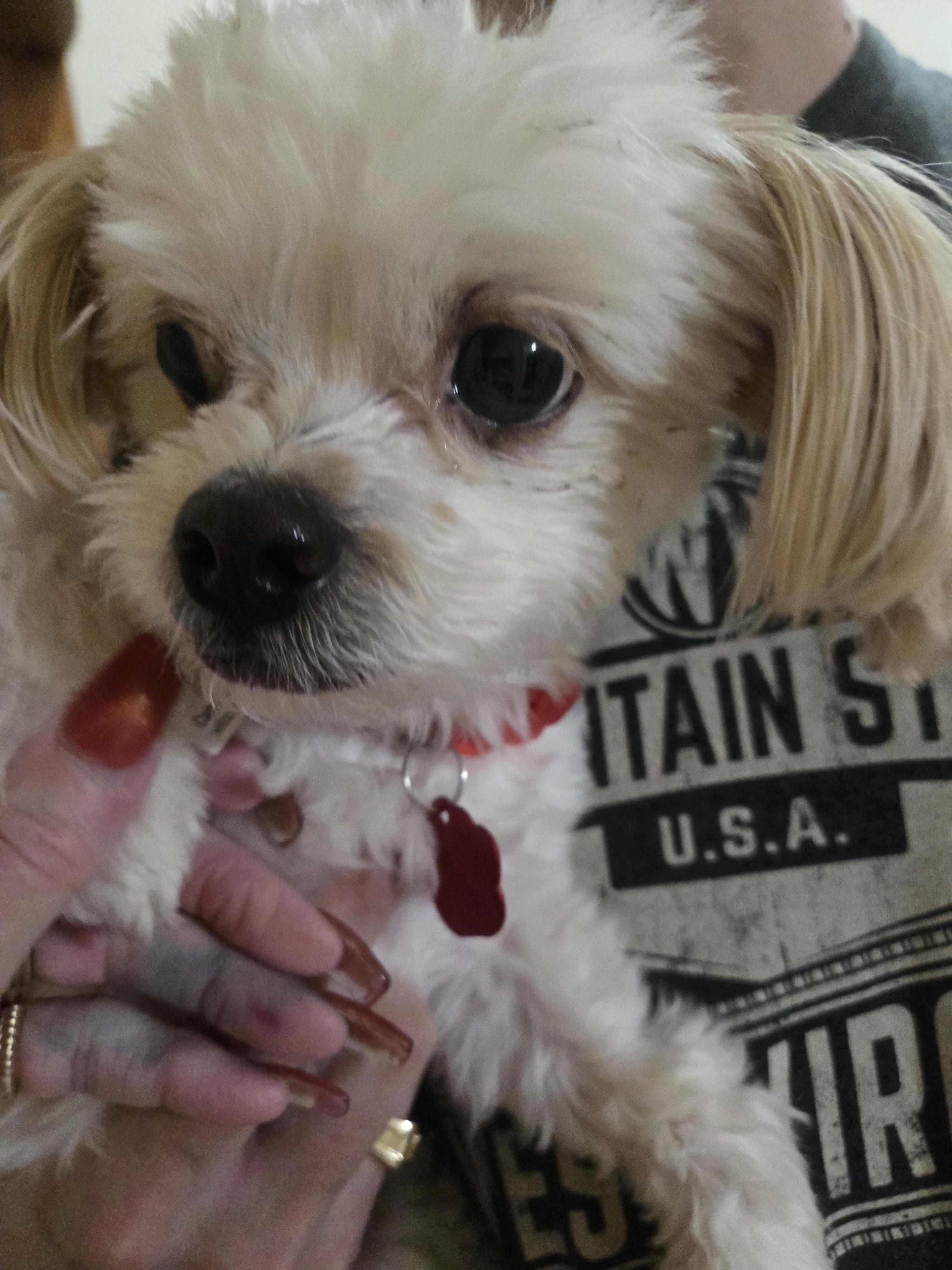 Enlarge Bart, an adopted Maltese in West Valley, UT image 1/4