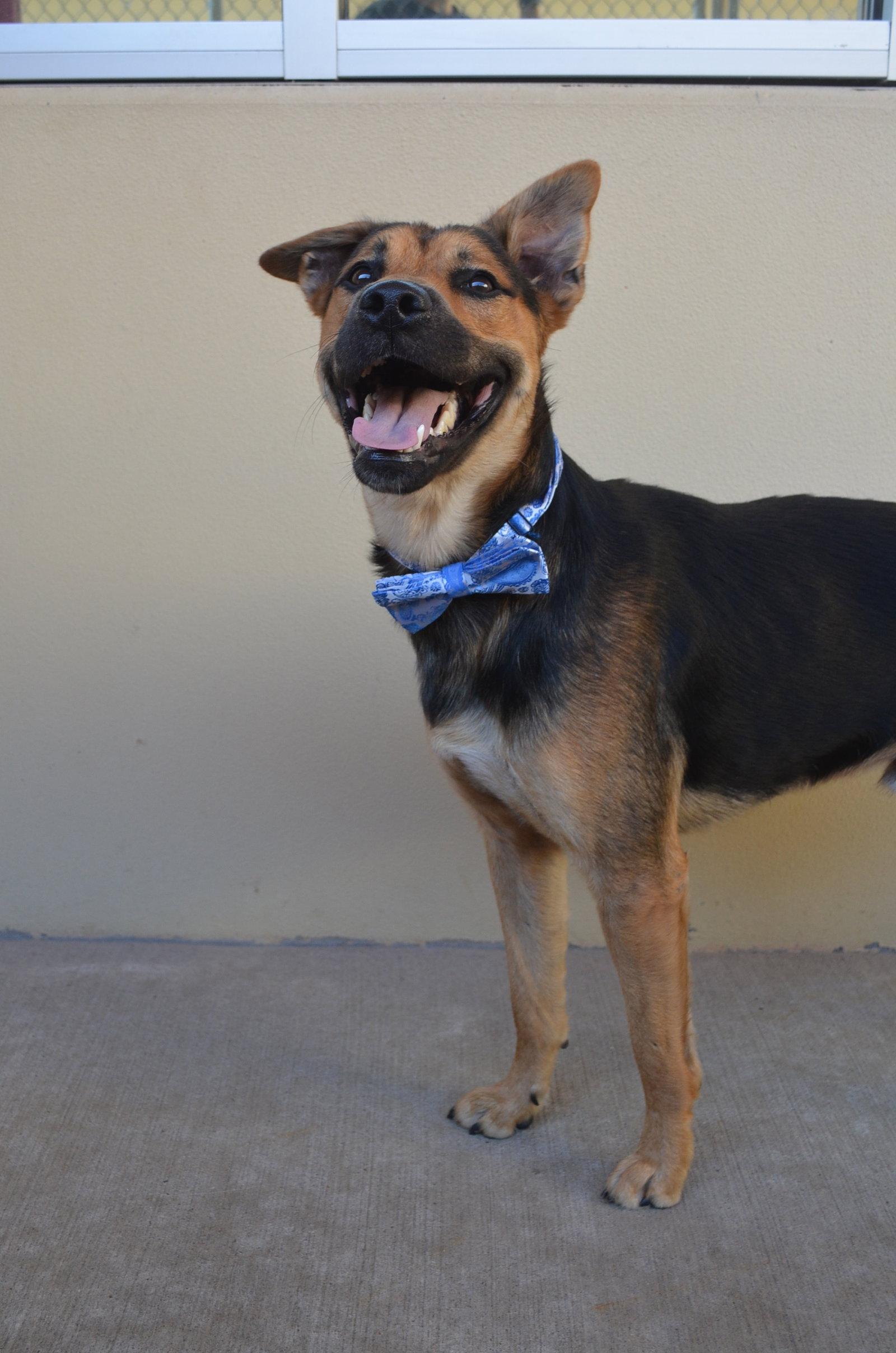 Jetty, Adoptable, Puppy Male Shepherd.