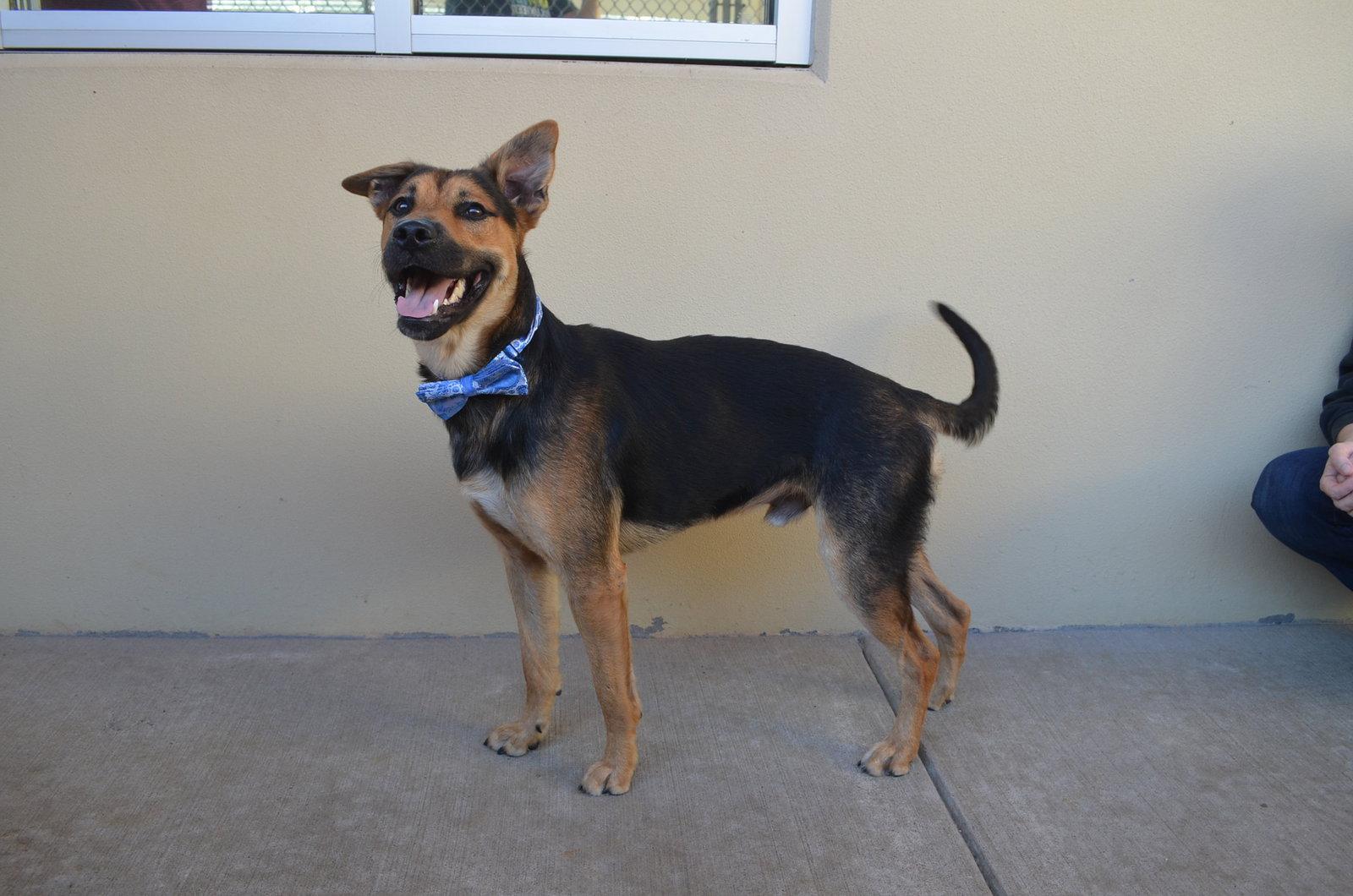 Enlarge Jetty, a Adoptable Shepherd in McKinney, TX image 2/2