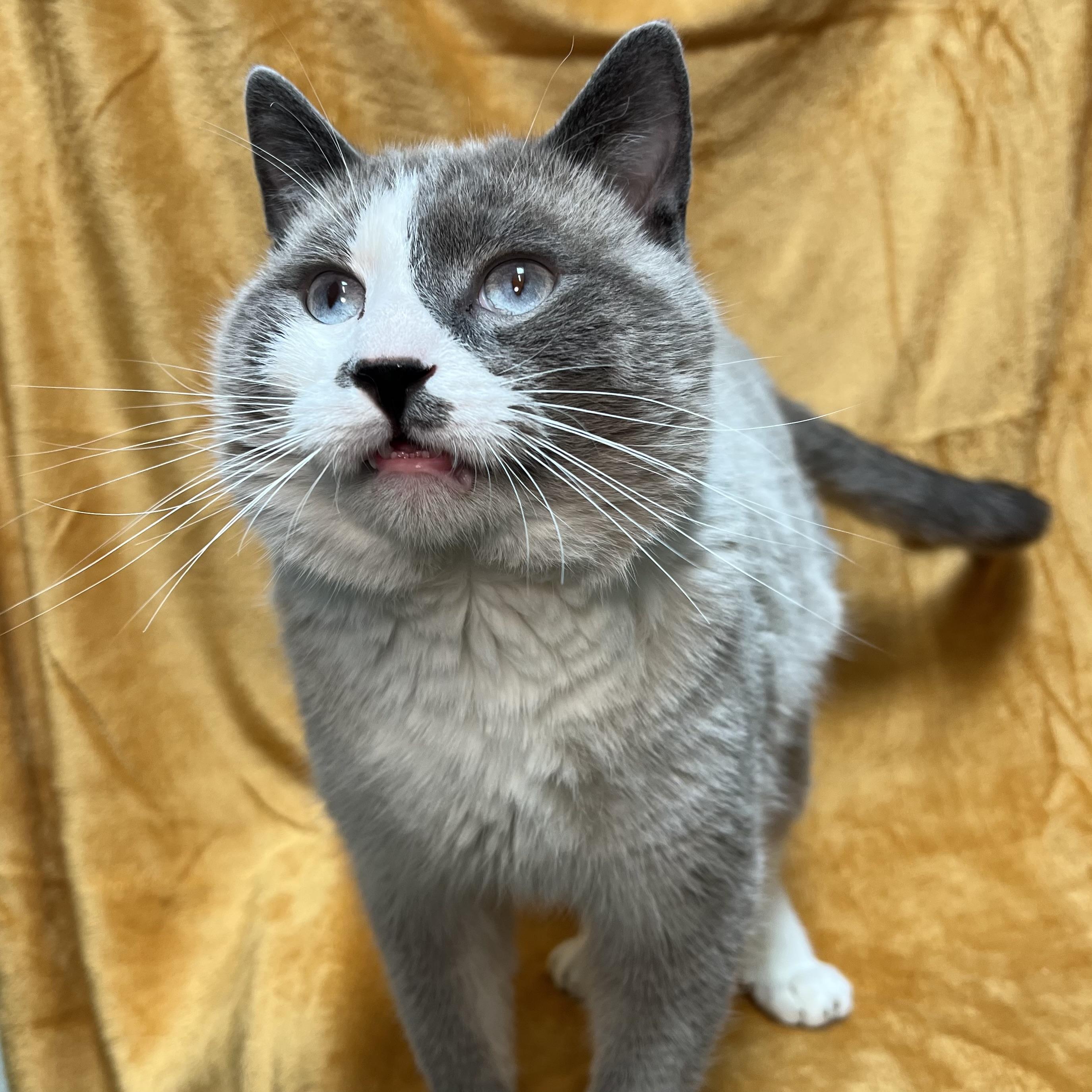 Moose, a ADOPTABLE mixed breed in Fairmont, MN image 2/6