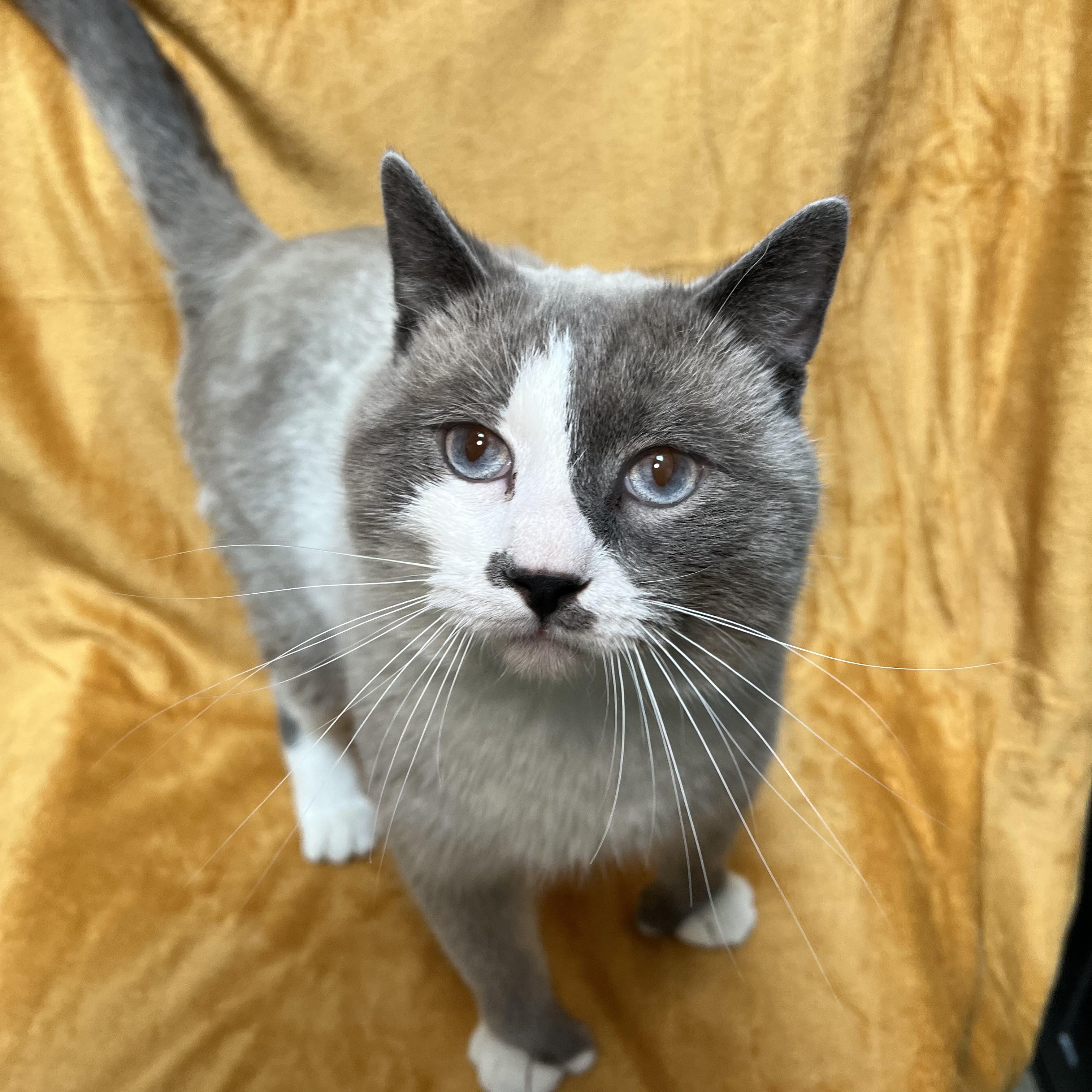 Moose, a ADOPTABLE mixed breed in Fairmont, MN image 4/6