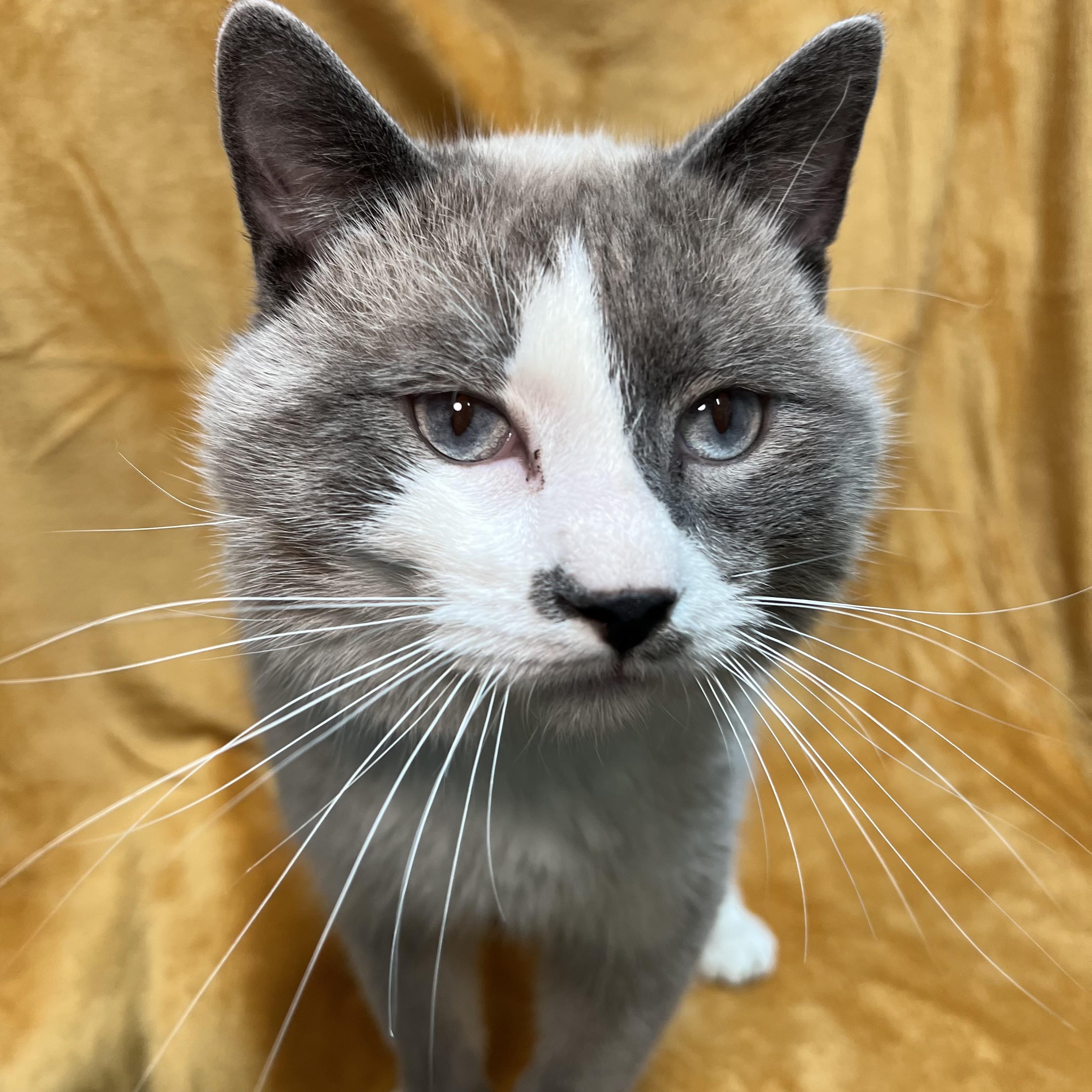 Moose, a ADOPTABLE mixed breed in Fairmont, MN image 3/6