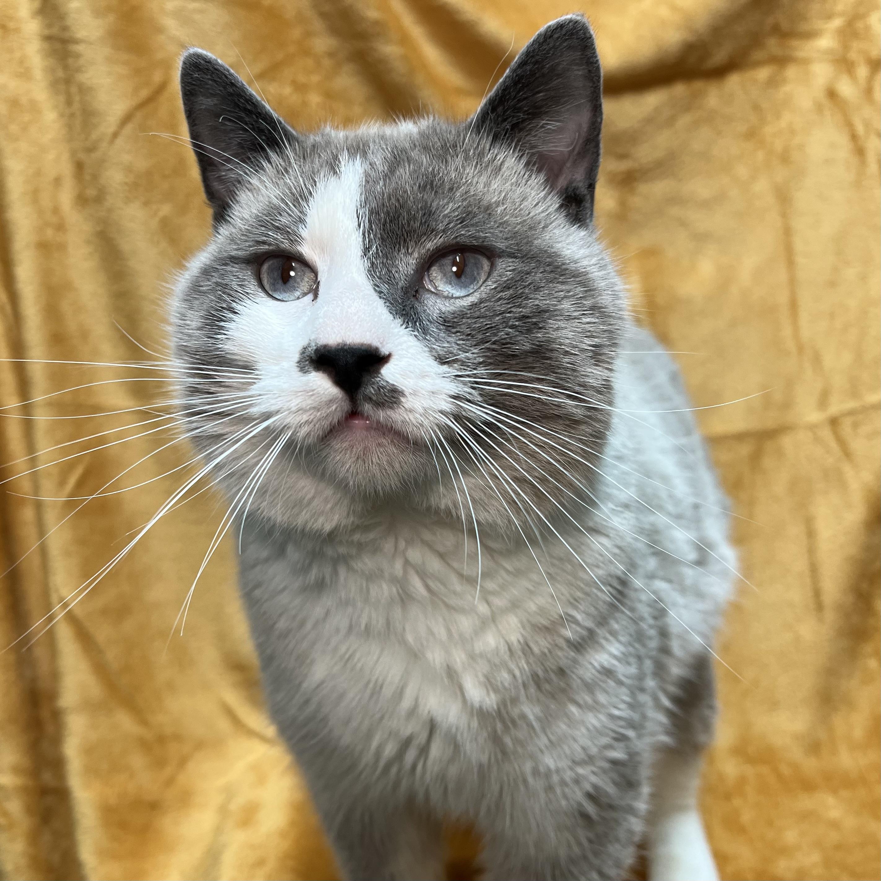 Moose, a ADOPTABLE mixed breed in Fairmont, MN image 5/6