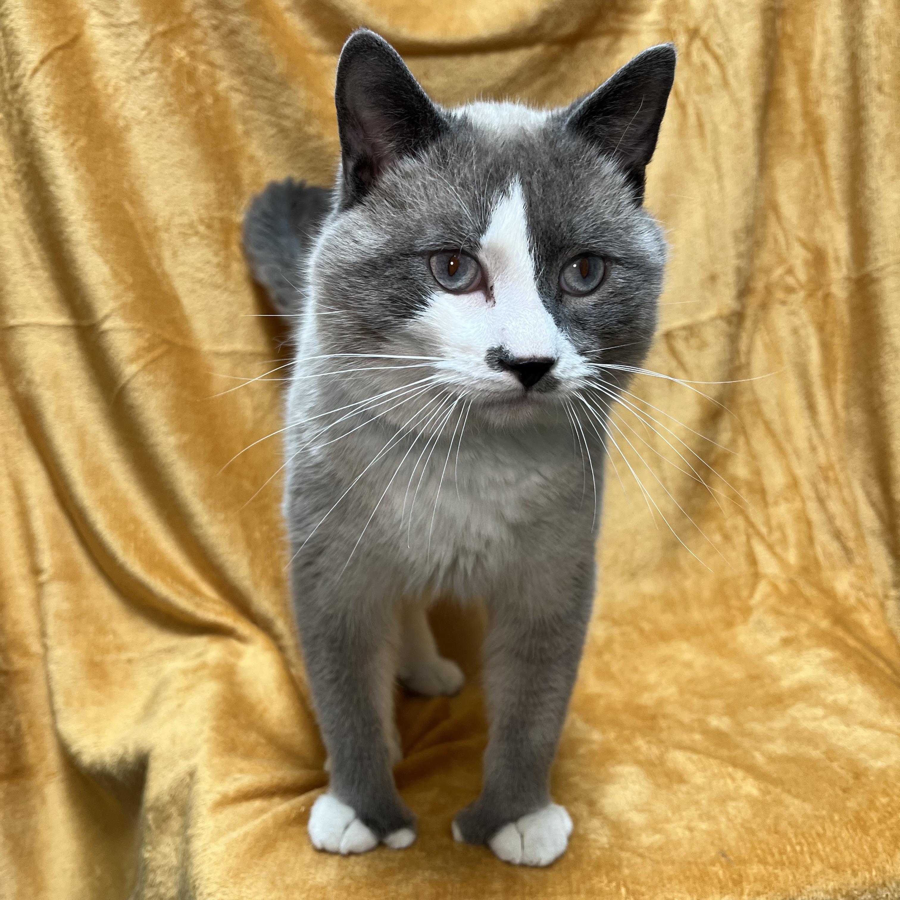 Moose, a ADOPTABLE mixed breed in Fairmont, MN image 6/6