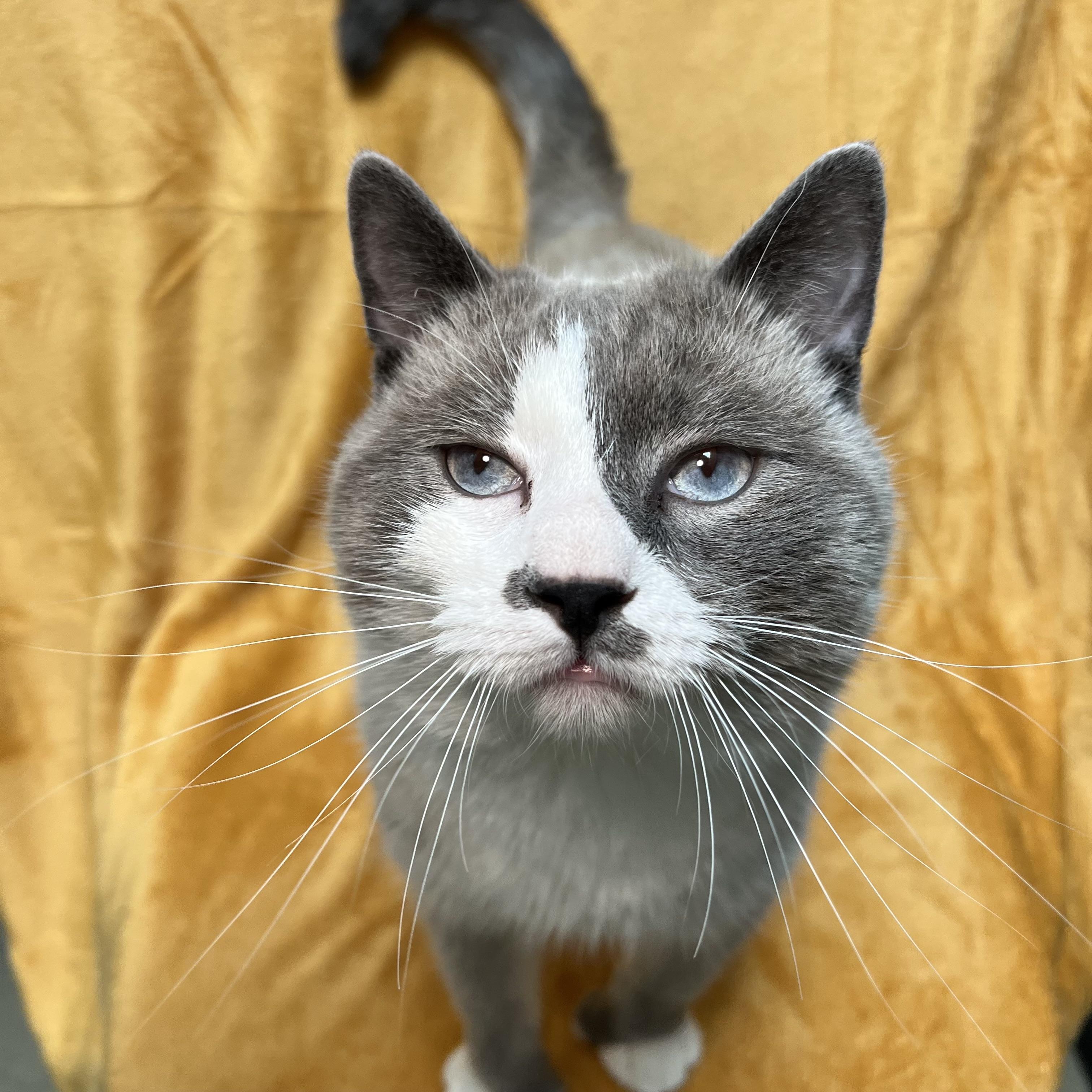 Moose, a ADOPTABLE mixed breed in Fairmont, MN image 1/6