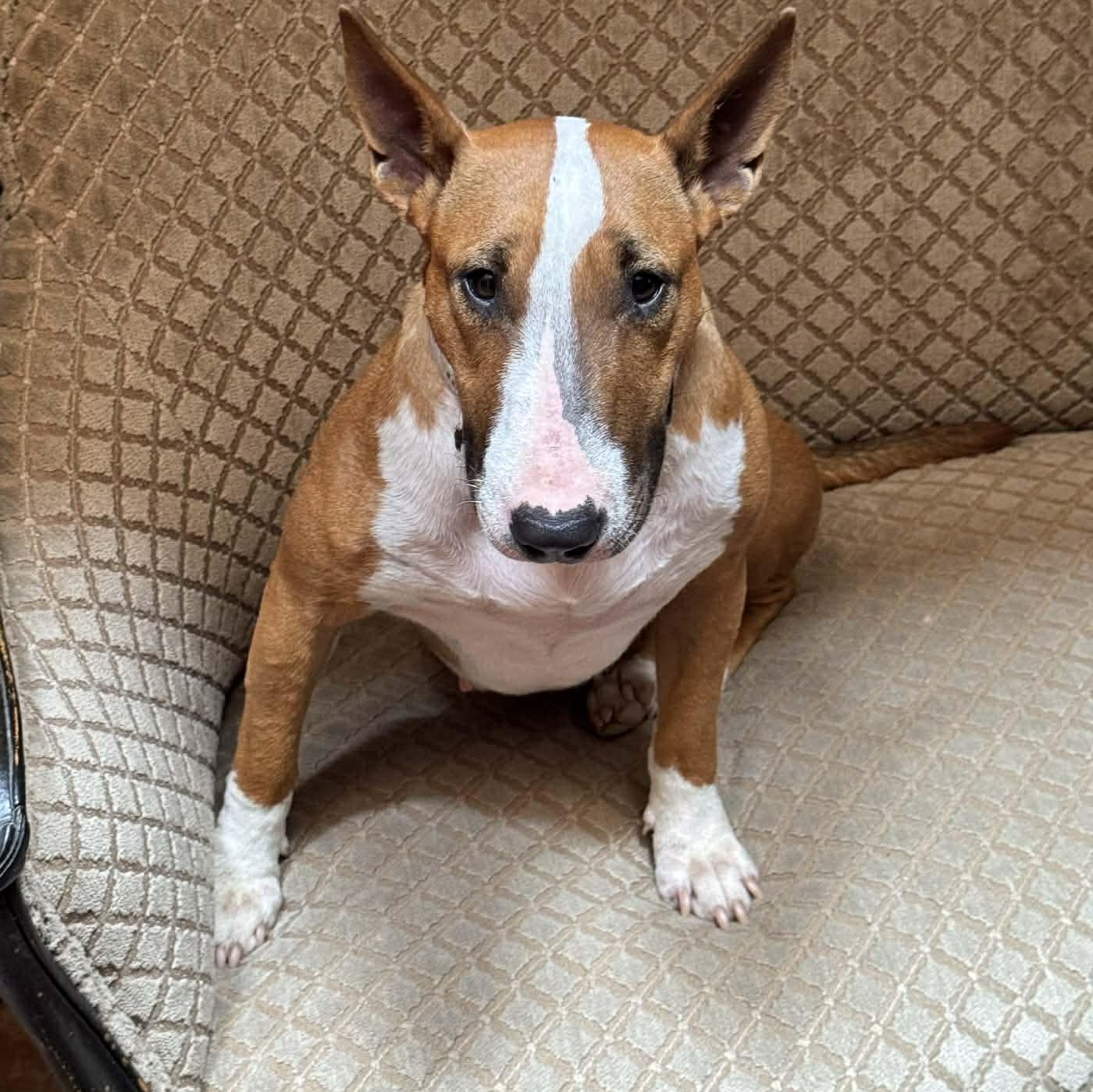 Enlarge Rosey, a ADOPTABLE Bull Terrier in Dallas, TX image 2/4