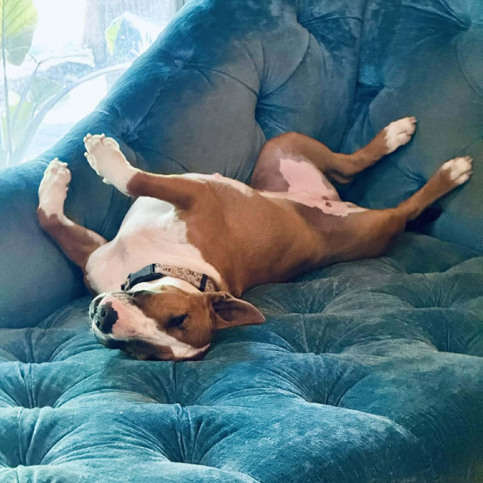 Enlarge Rosey, a ADOPTABLE Bull Terrier in Dallas, TX image 3/4