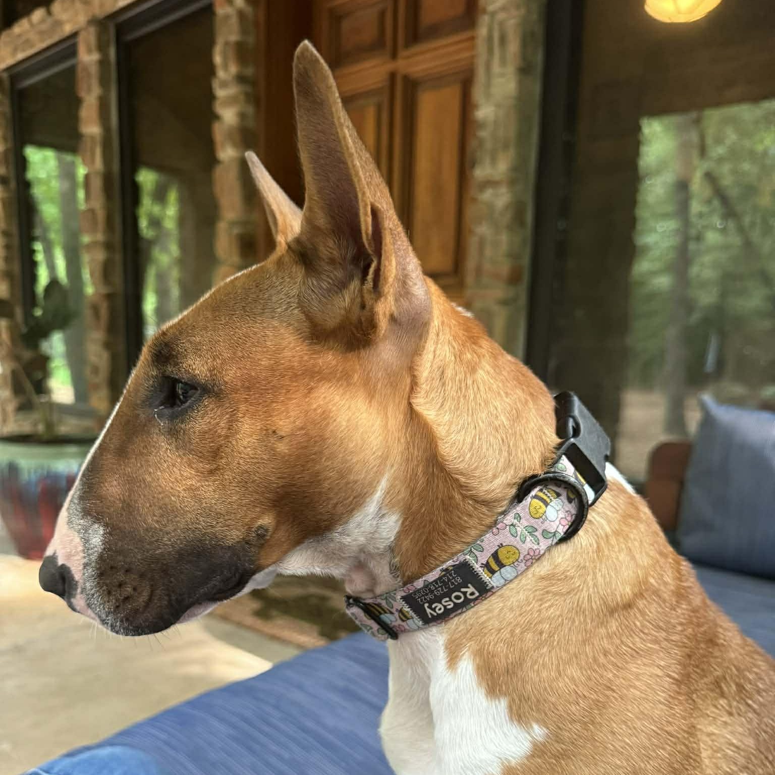 Enlarge Rosey, a ADOPTABLE Bull Terrier in Dallas, TX image 4/4
