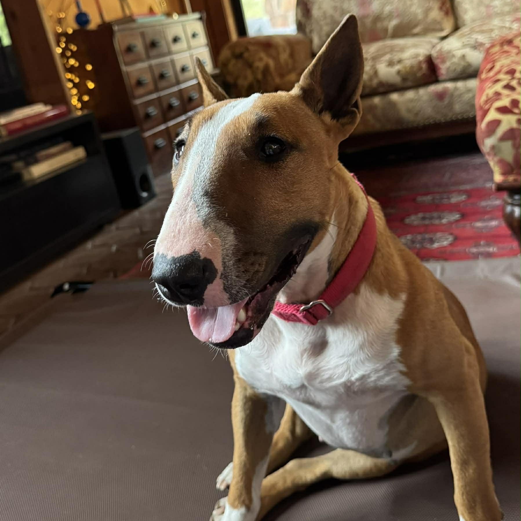 Rosey, ADOPTABLE, Young Female Bull Terrier.
