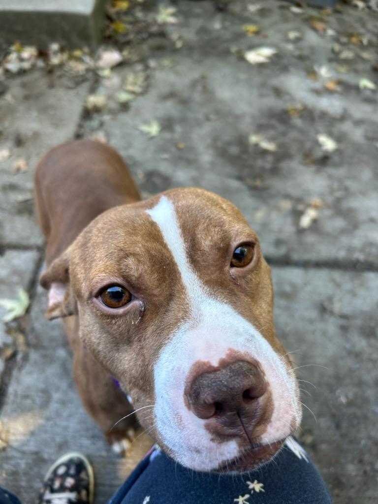 Ethel, Adoptable, Young Female Pit Bull Terrier.