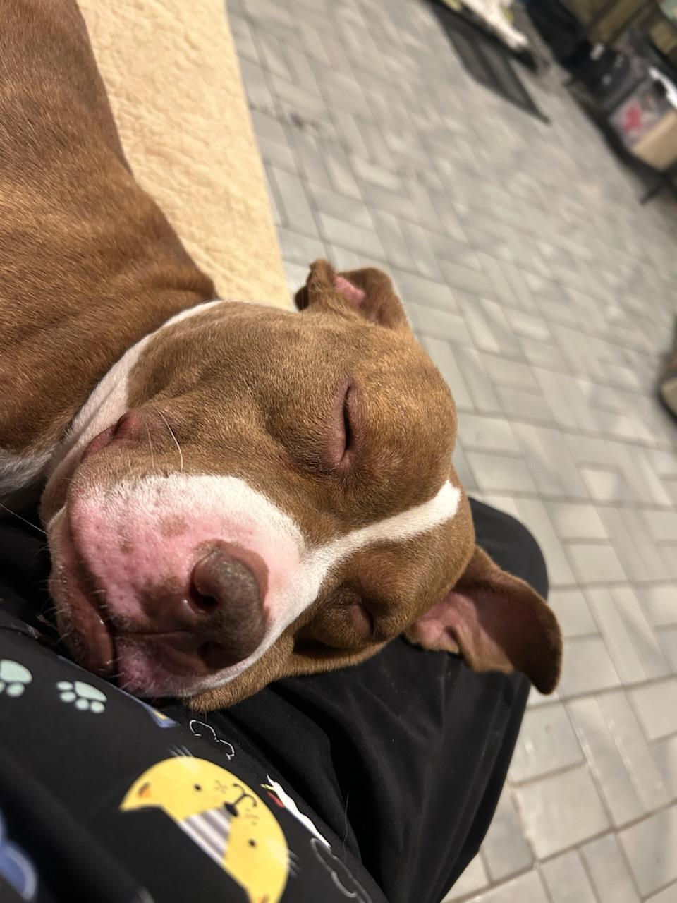 Enlarge Ethel, a Adoptable Pit Bull Terrier in Tinley Park, IL image 2/3